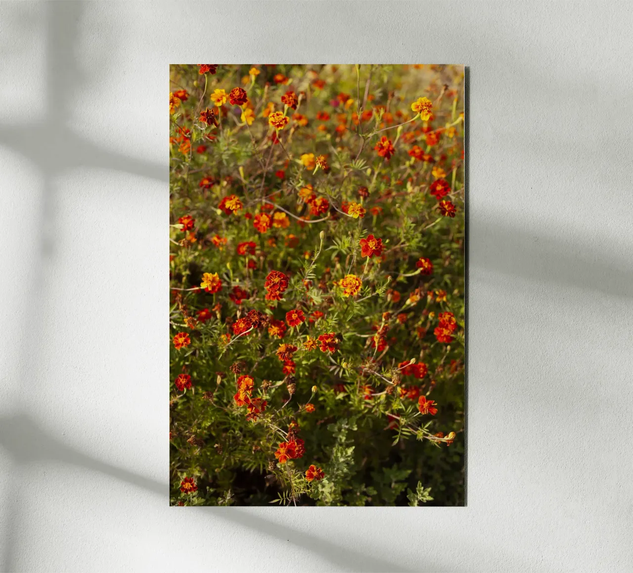 fiori rossi in Ucraina alluminio dibond da Simon Koy