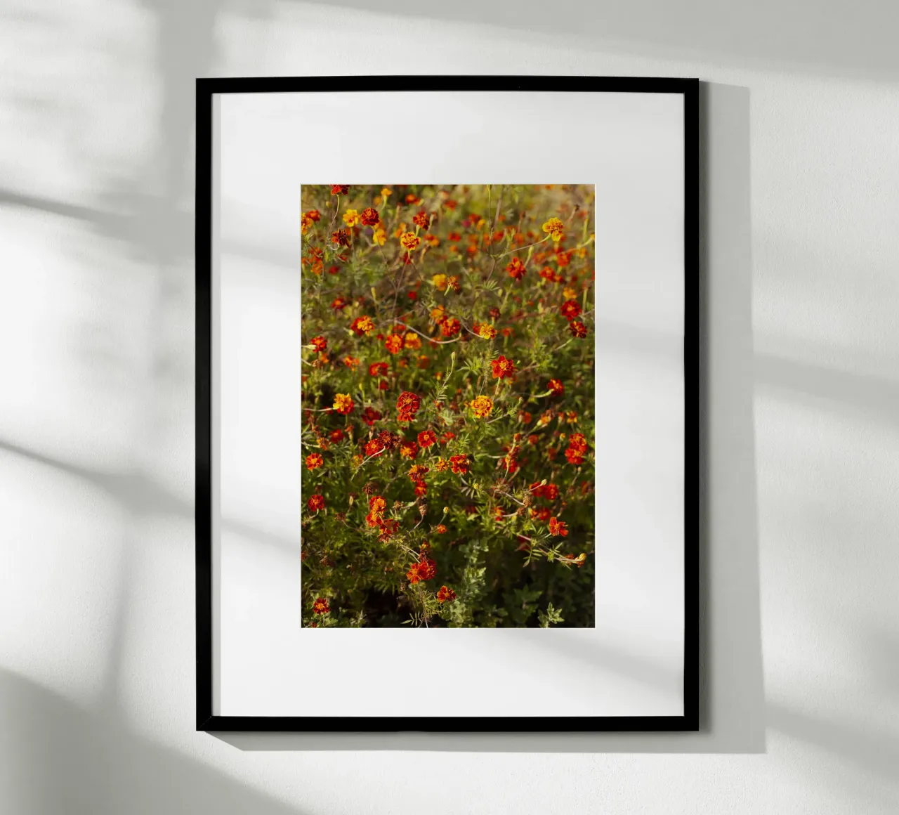 fiori rossi in Ucraina carta hahnemühle da Simon Koy