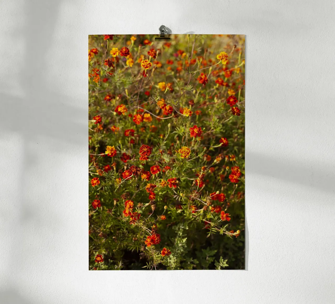 fiori rossi in Ucraina carta hahnemühle da Simon Koy