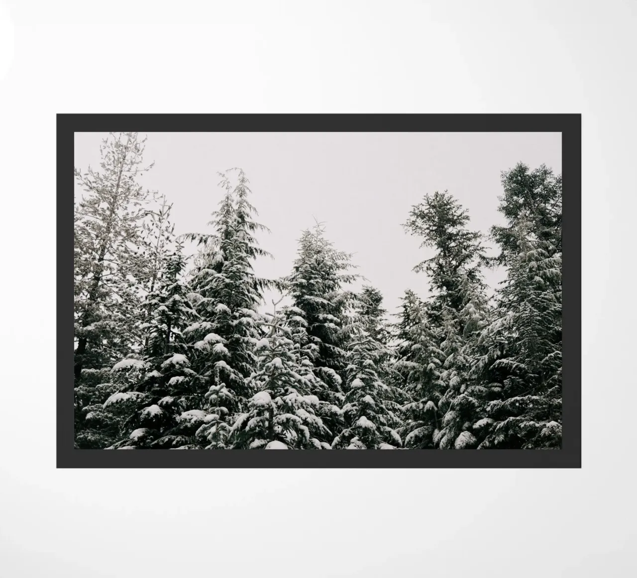 Winter Forest zerbino da wowhannahphotos