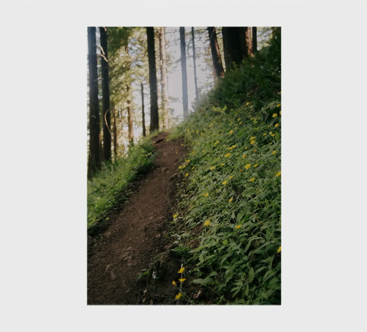 Dandelion Path notebook by wowhannahphotos