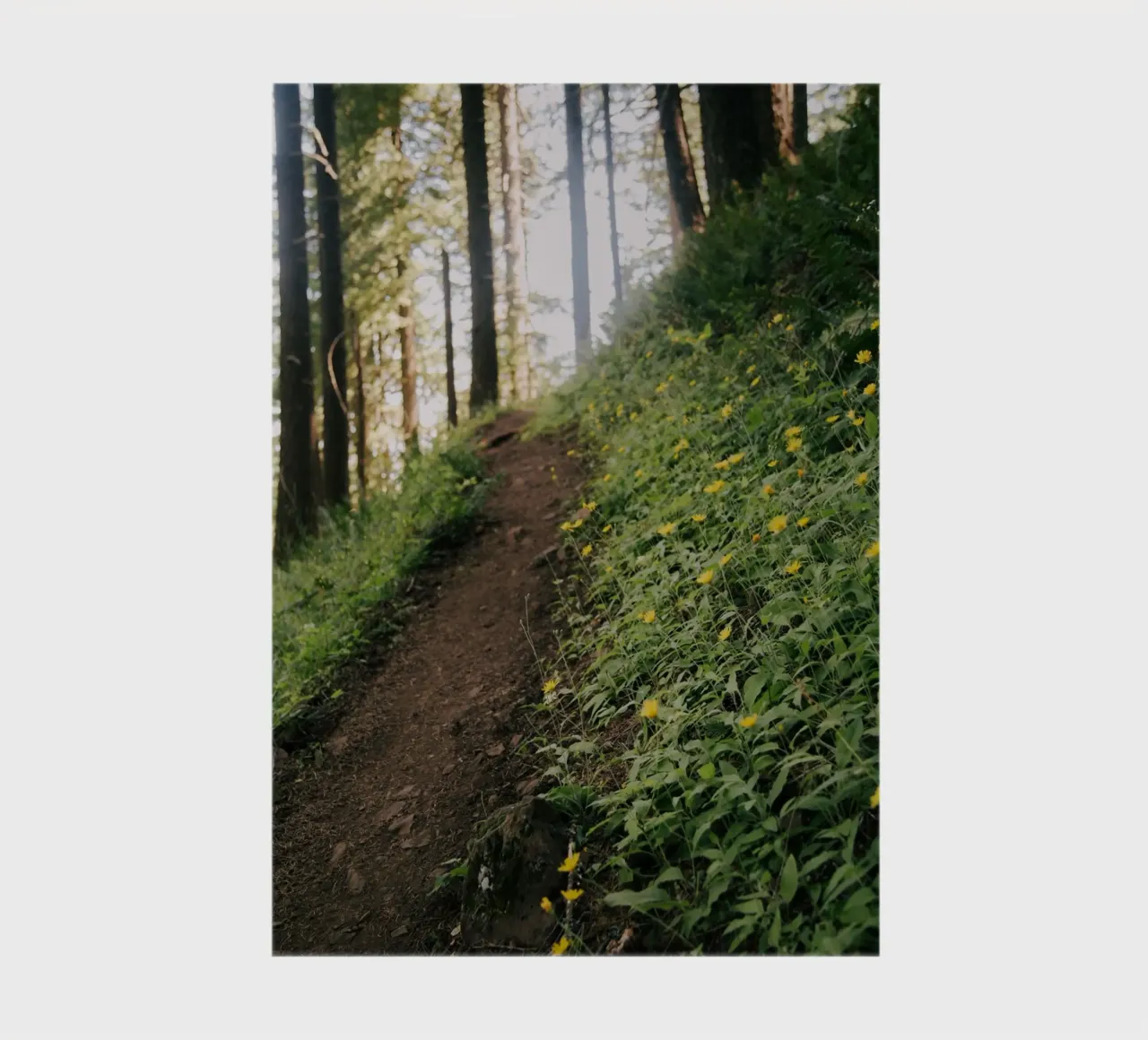 Dandelion Path notebook by wowhannahphotos