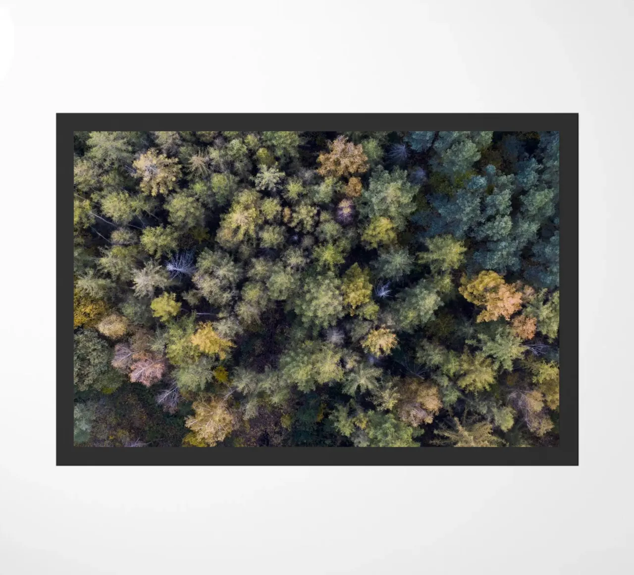yellow autumn in the forest zerbino da Studio Nahili