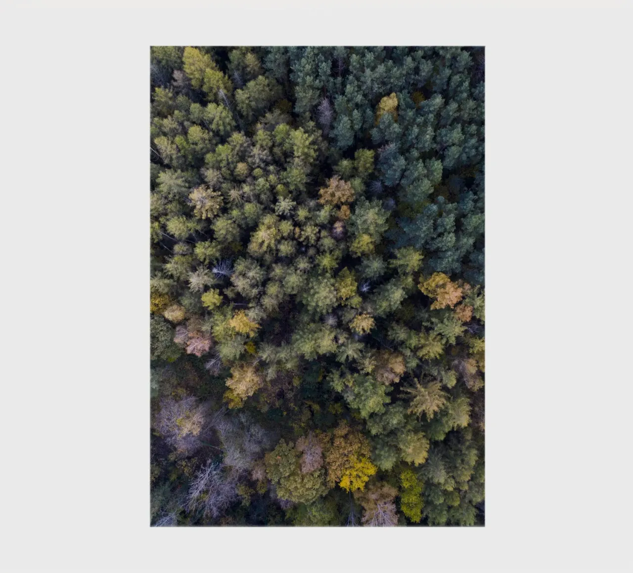 yellow autumn in the forest Notizbuch von Studio Nahili