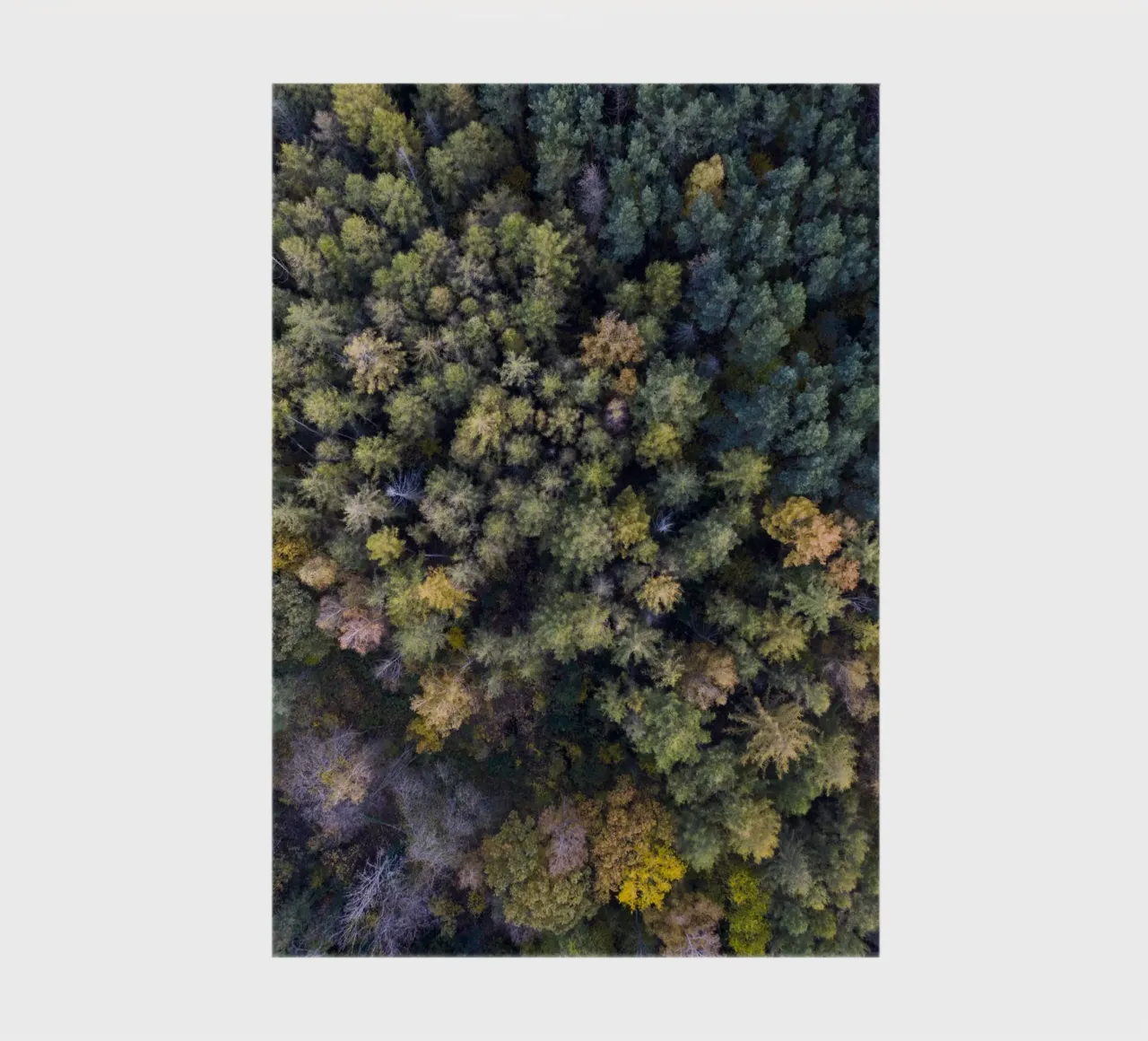yellow autumn in the forest Notizbuch von Studio Nahili