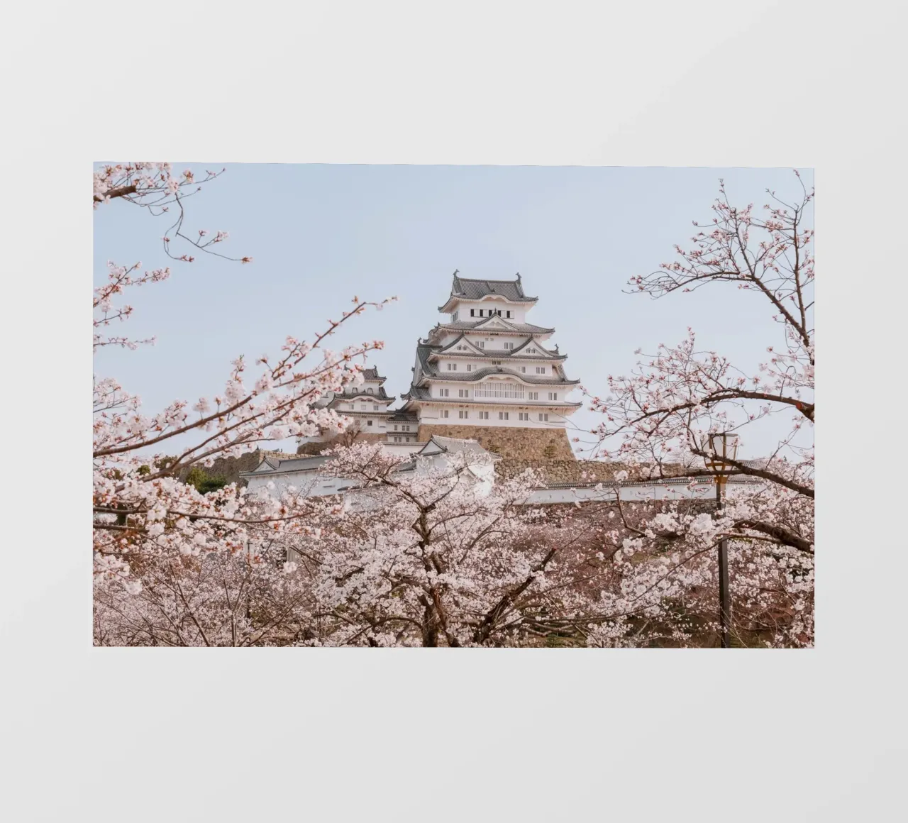 I ciliegi in fiore del castello di Himeji, Giappone pellicola backlit da Marcel Bisig