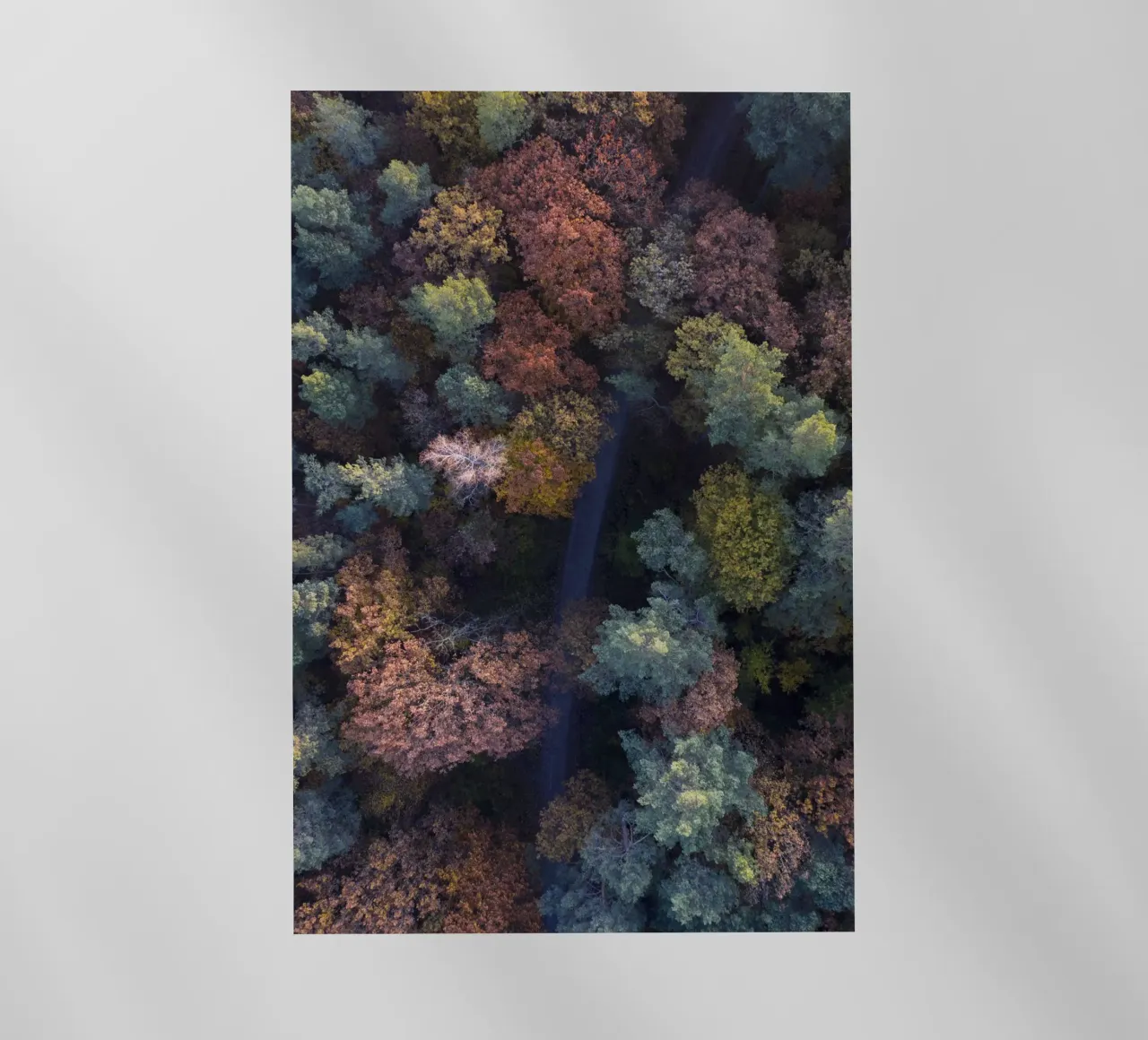 the walk through autumn forests pellicola backlit da Studio Nahili