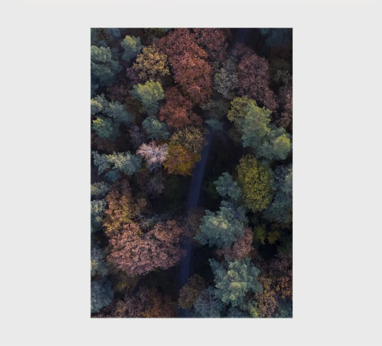 the walk through autumn forests notebook by Studio Nahili