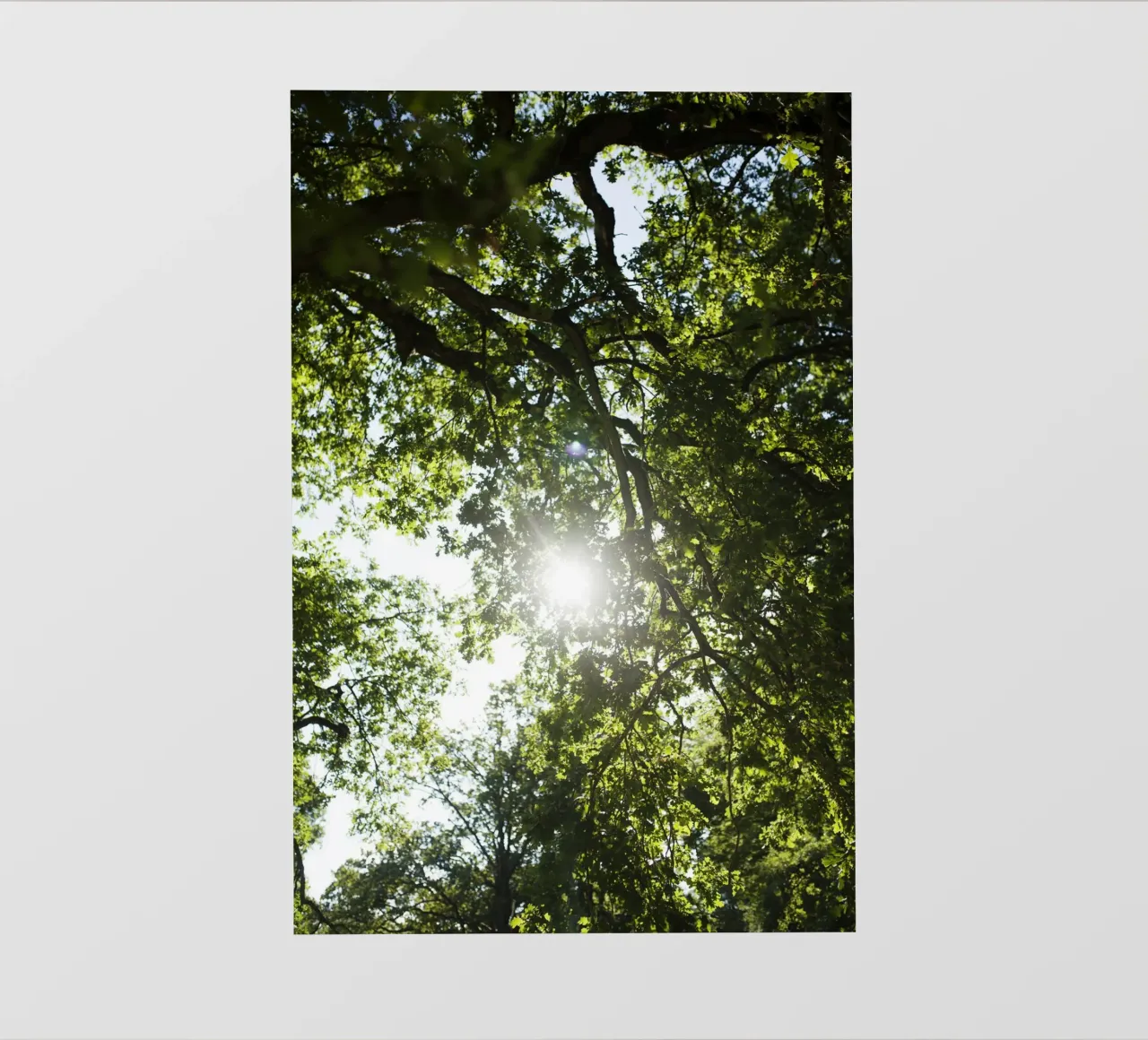 Albero, Valhalla telo in pvc da Simon Koy