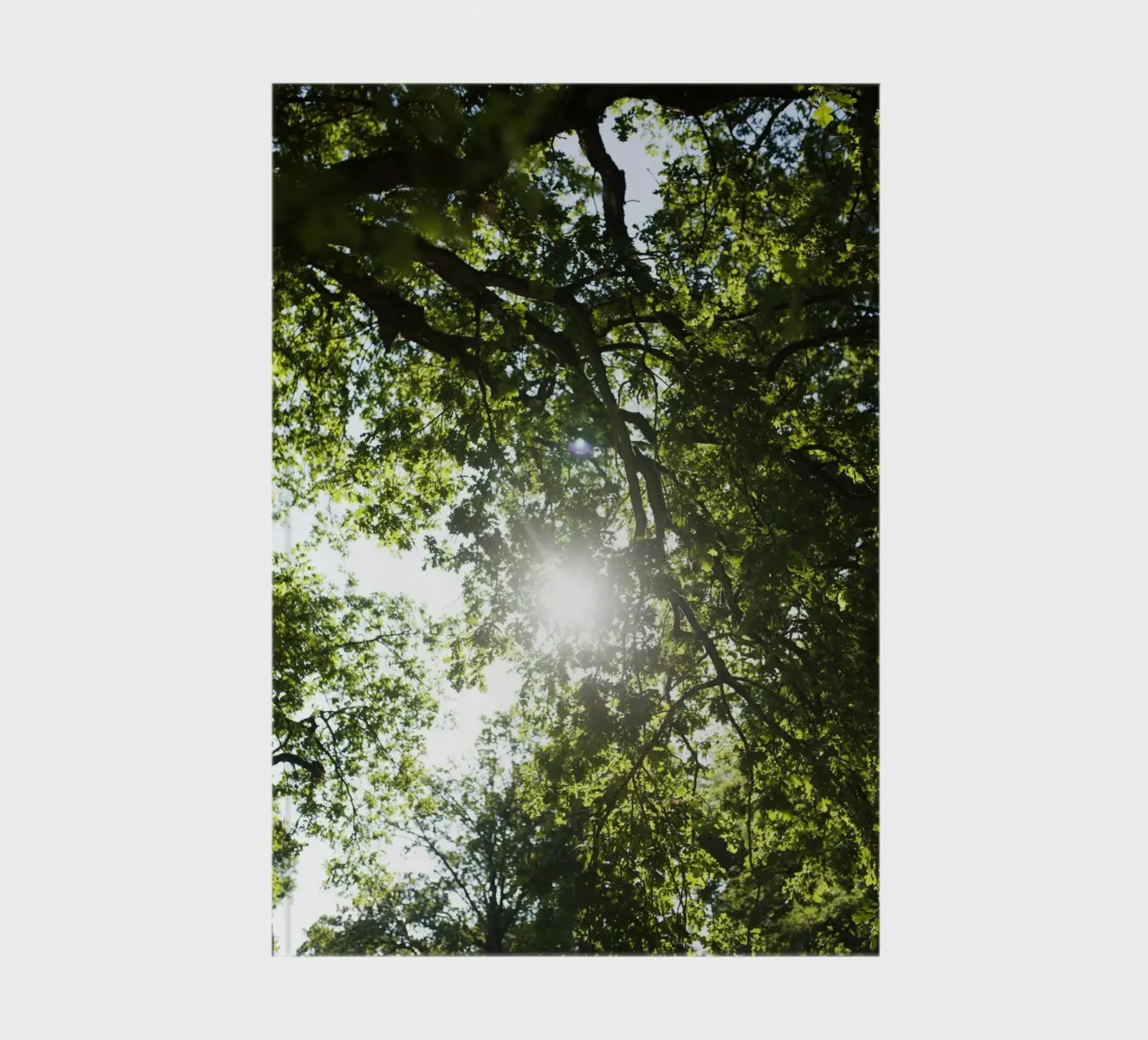 Albero, Valhalla diario da Simon Koy