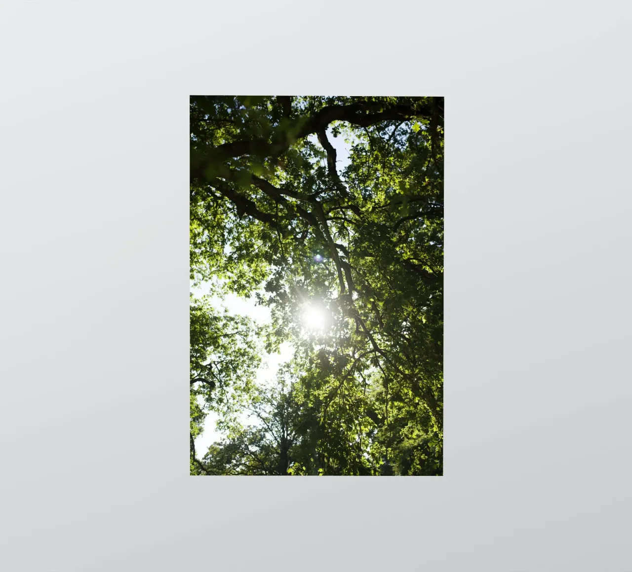 Albero, Valhalla adesivo da Simon Koy