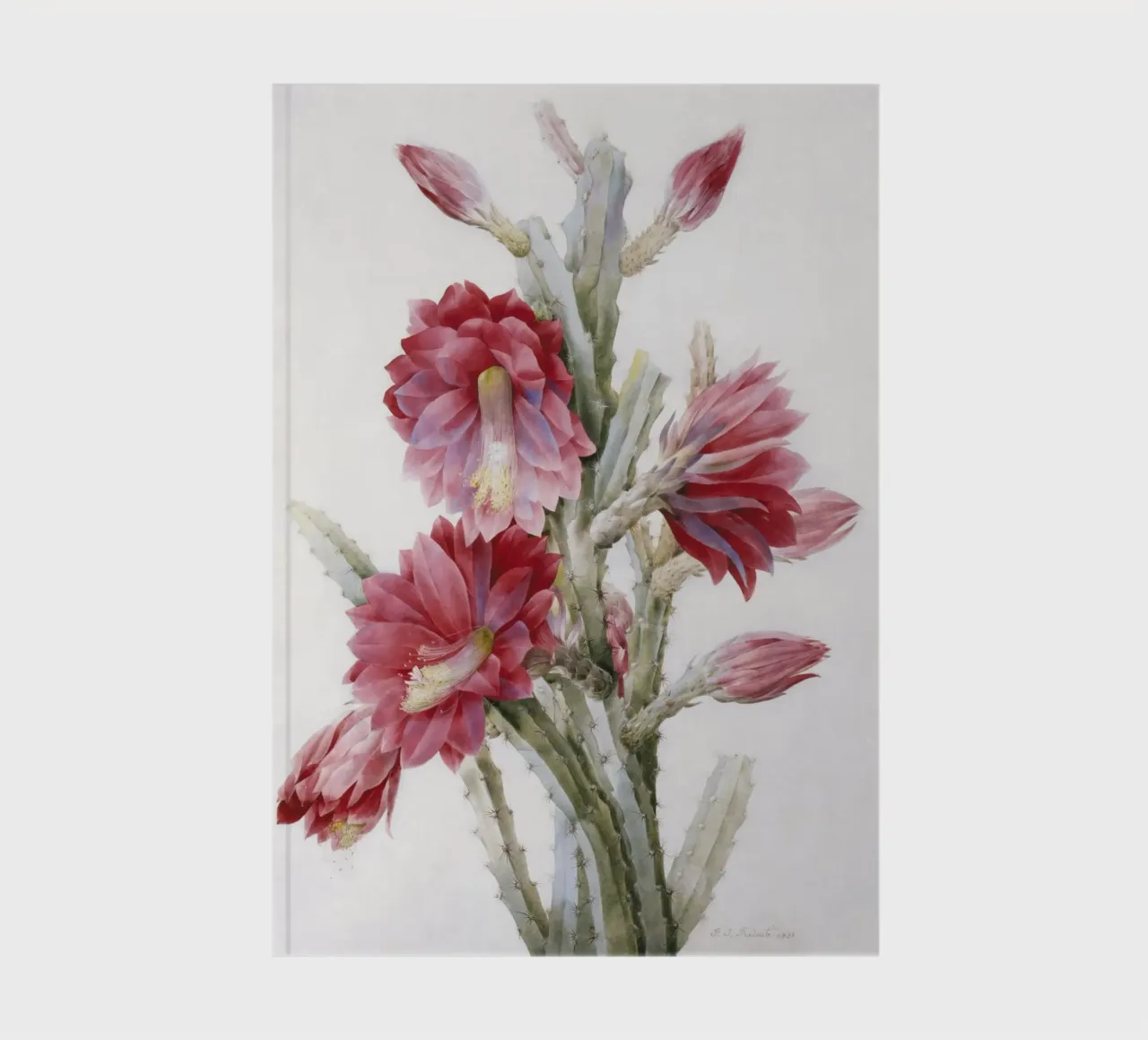 Un cactus in fiore di Pierre-Joseph Redouté diario da Venus Art