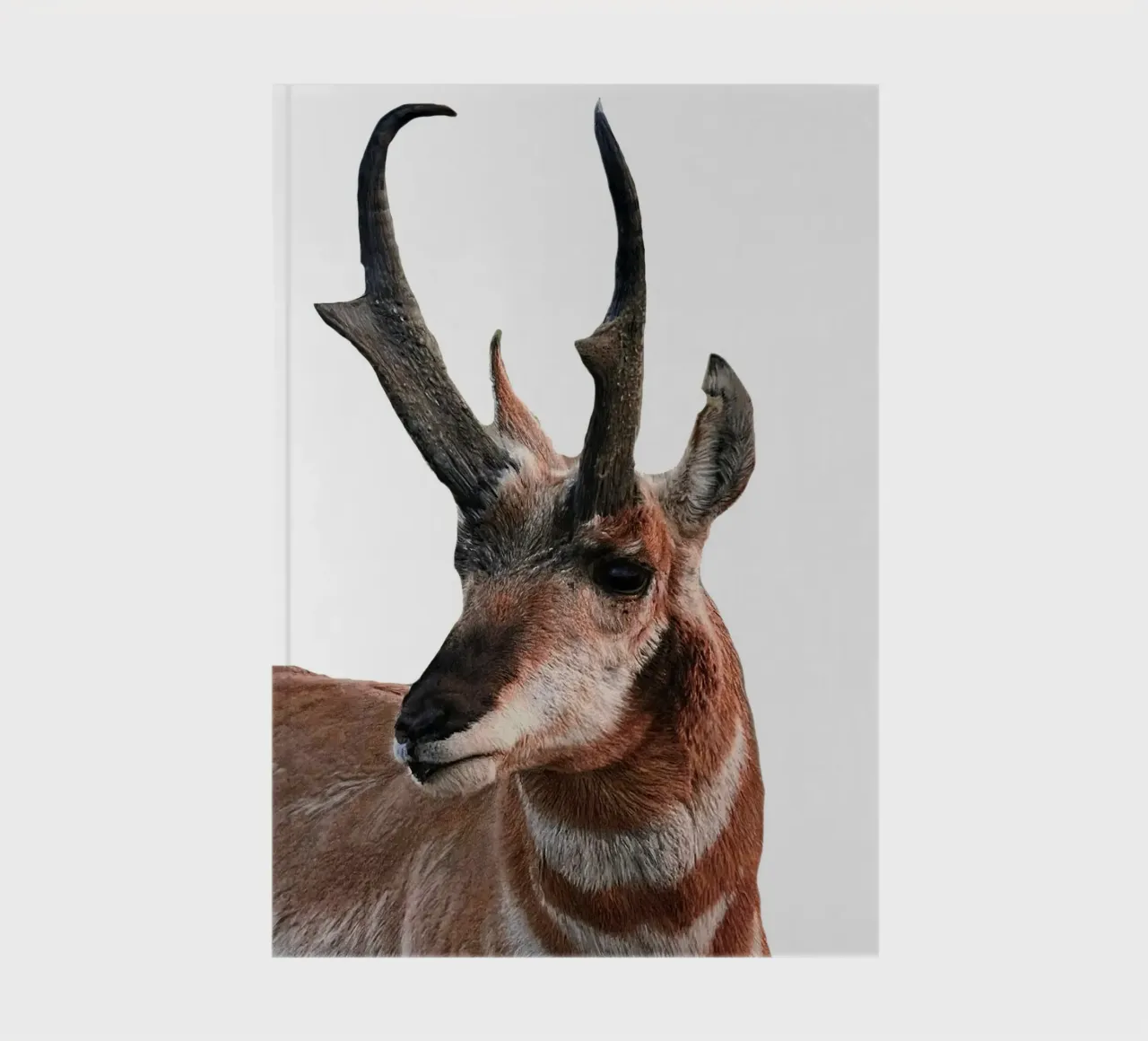 Proghorn Deer diario da Brook Soul King