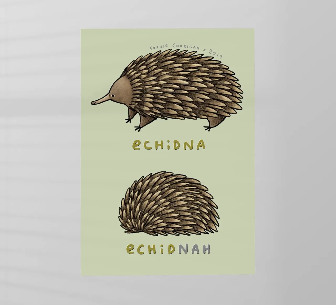 Echidna Echidnah pellicola backlit da HARU HARU