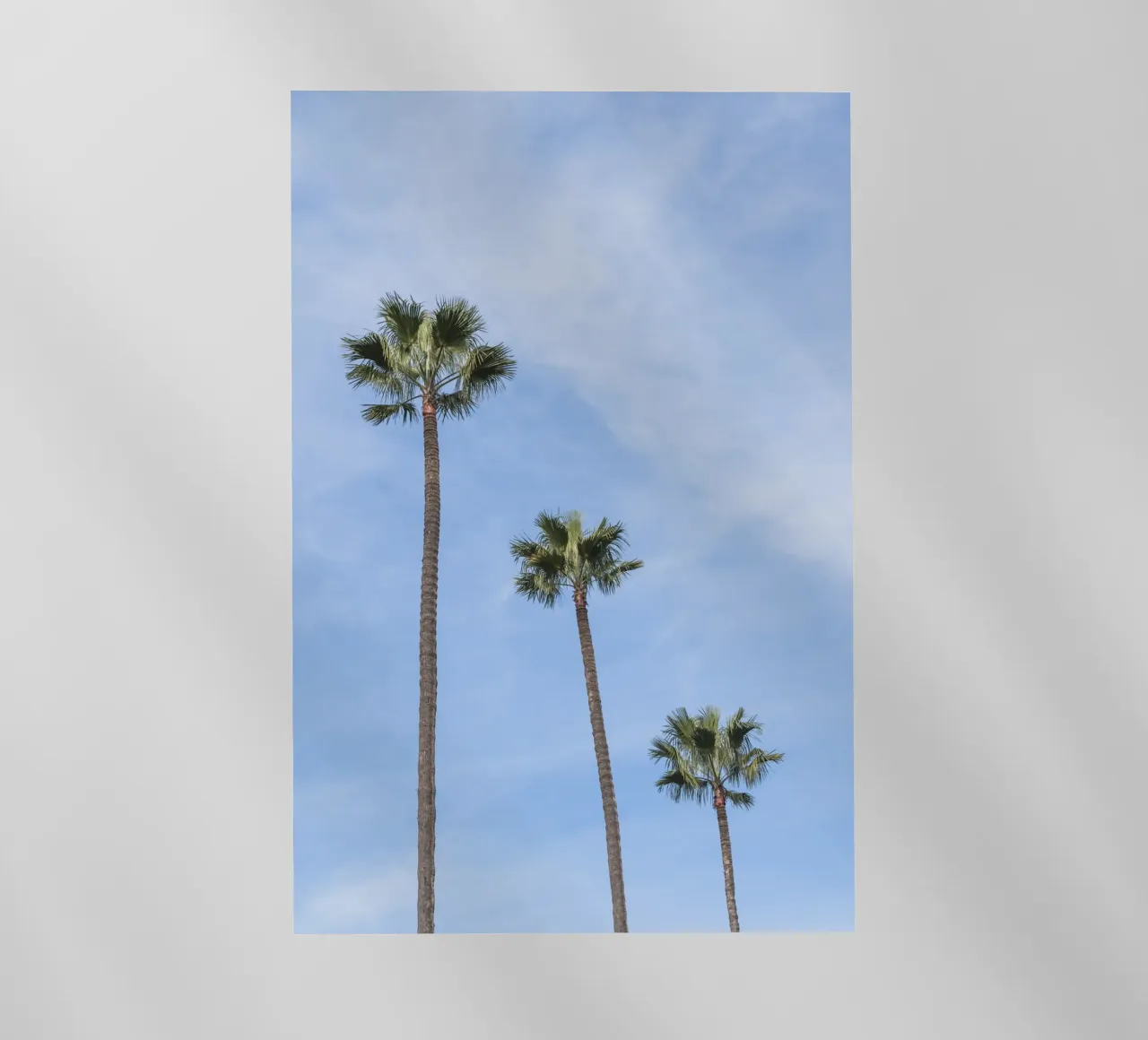 Tropical palm trees in Morocco pellicola backlit da photolovers