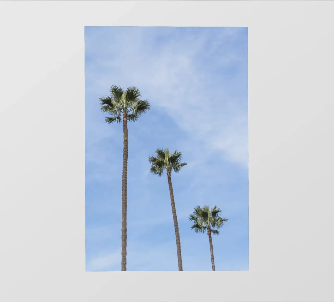 Tropical palm trees in Morocco telo in pvc da photolovers