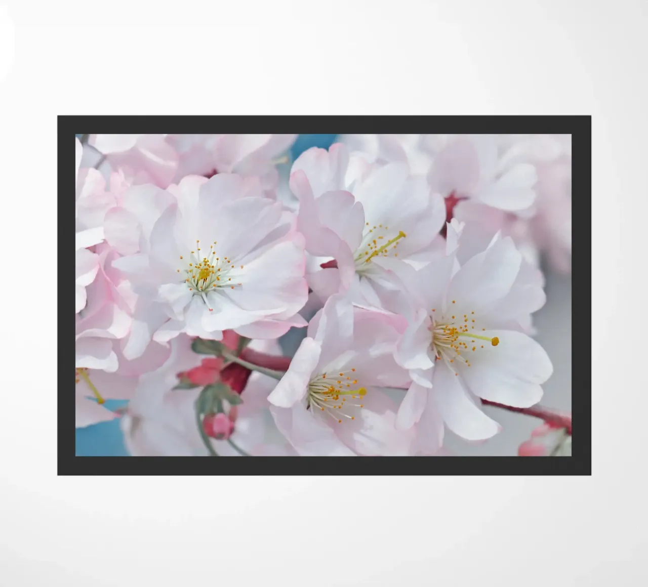 Fiori di ciliegio zerbino da Atteloi