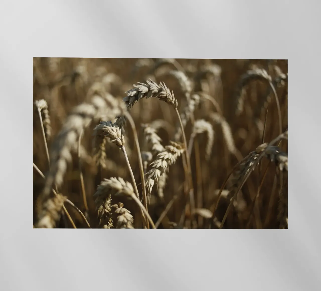 Campo di grano in Baviera pellicola backlit da Simon Koy