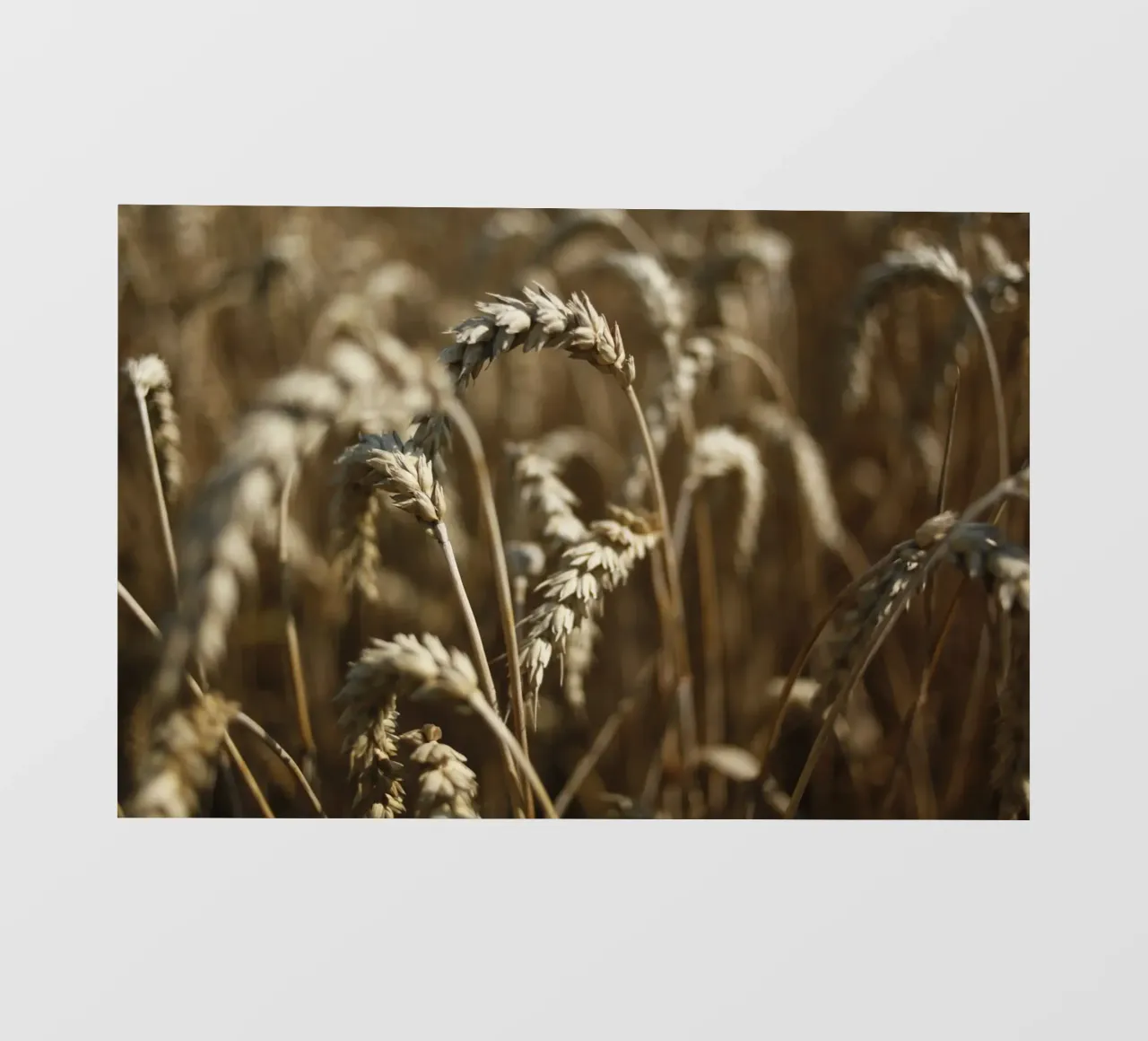 Campo di grano in Baviera pellicola backlit da Simon Koy