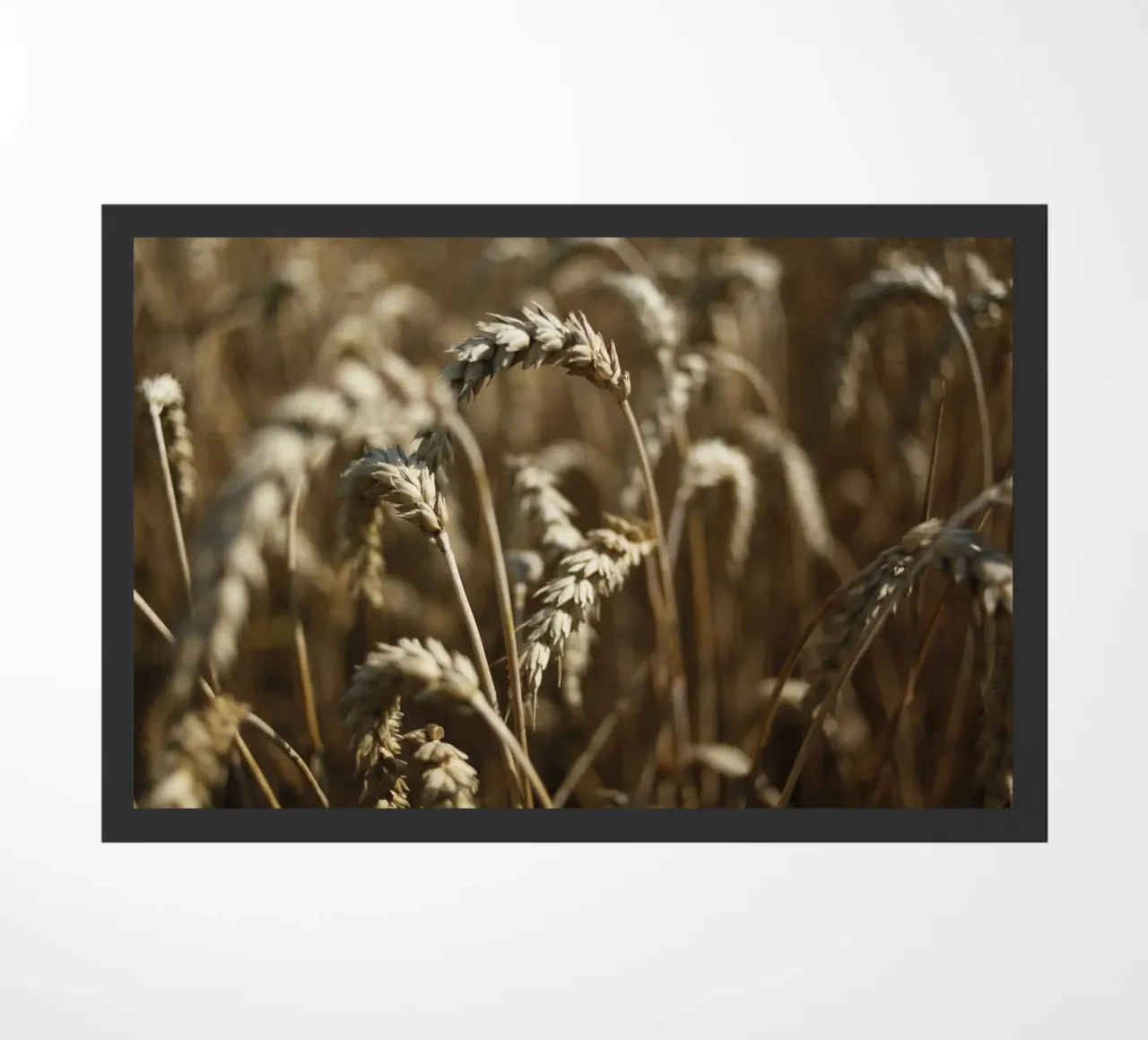 Campo di grano in Baviera zerbino da Simon Koy