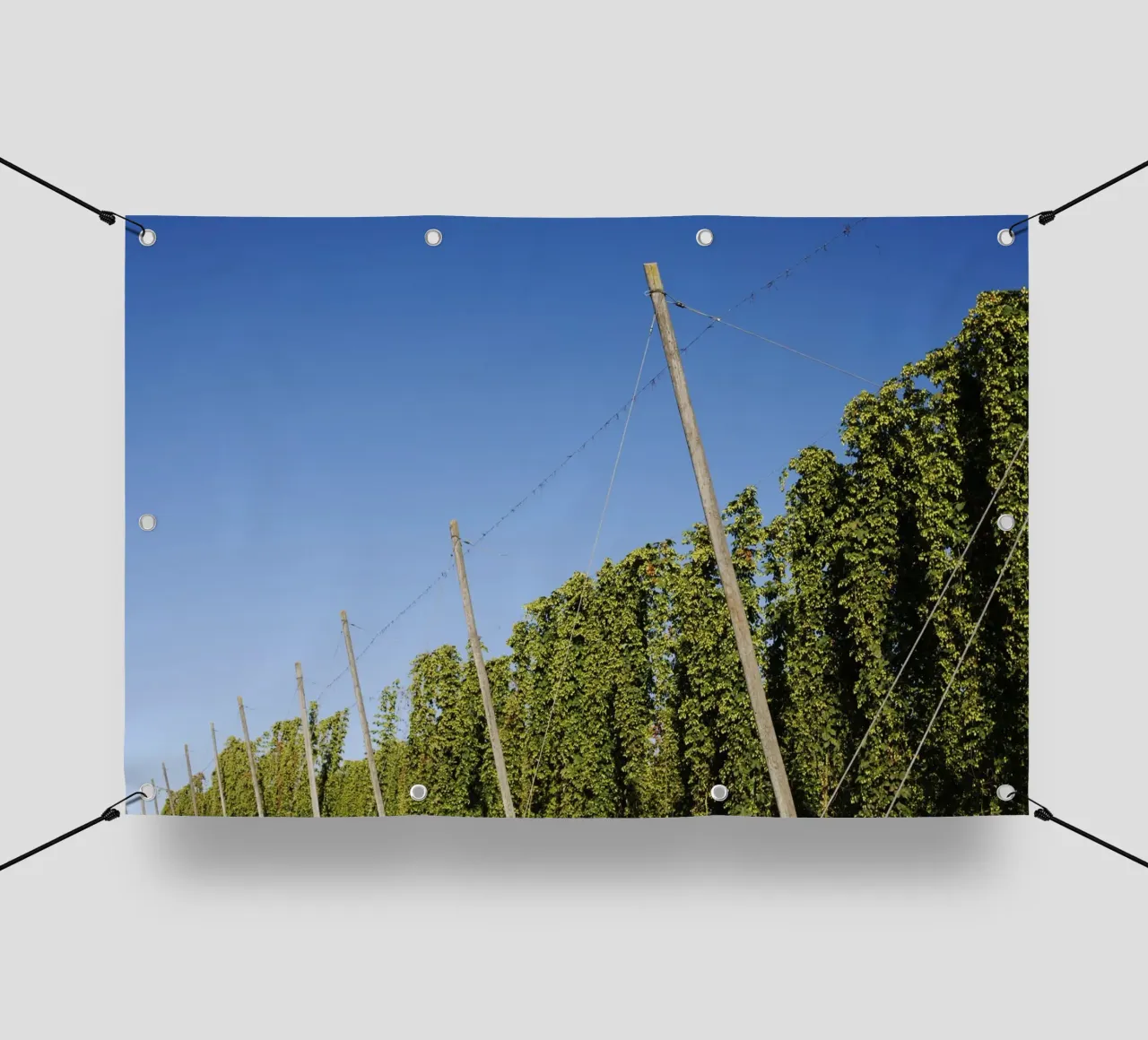Campo di luppolo in Baviera telo in pvc da Simon Koy