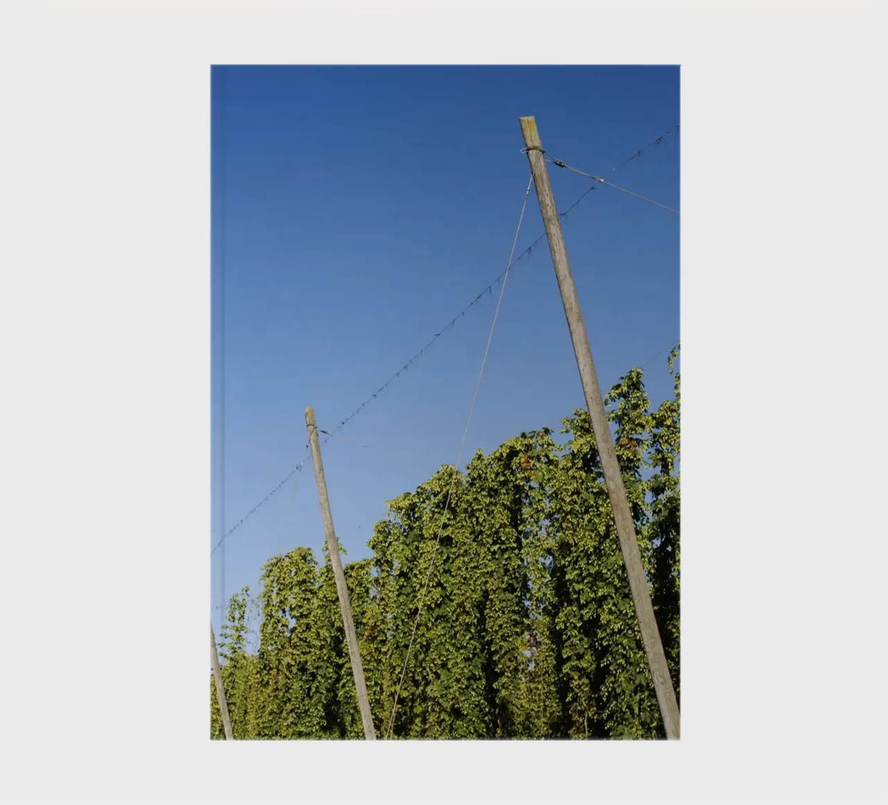 Hop field in Bavaria notebook by Simon Koy