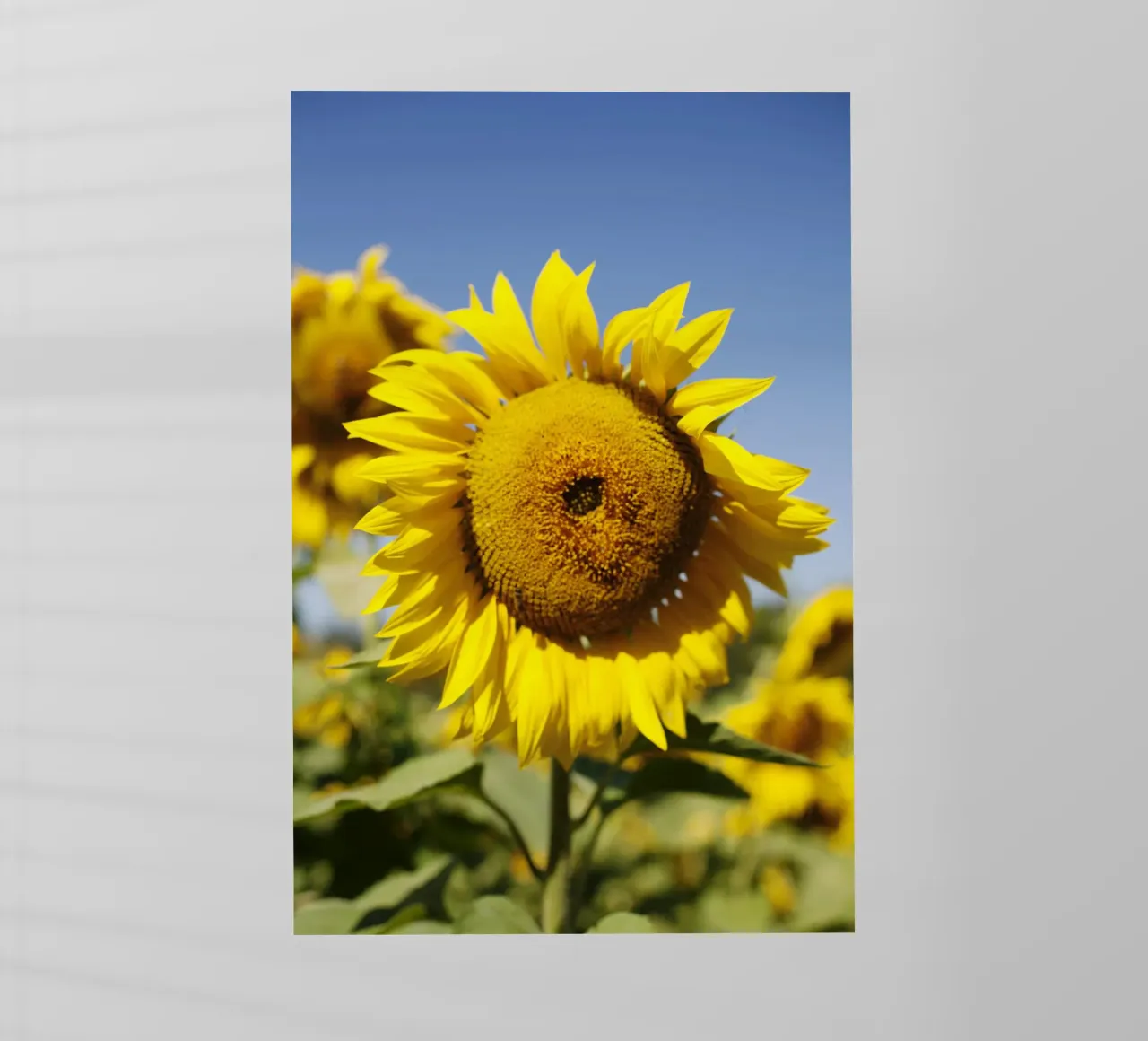 Girasole, Baviera pellicola backlit da fotokunst
