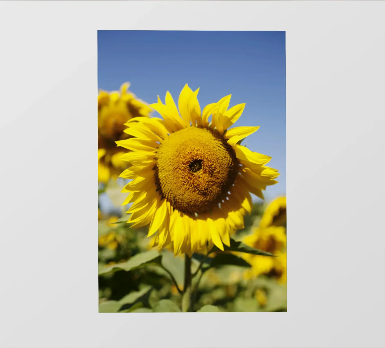 Girasole, Baviera pellicola backlit da fotokunst