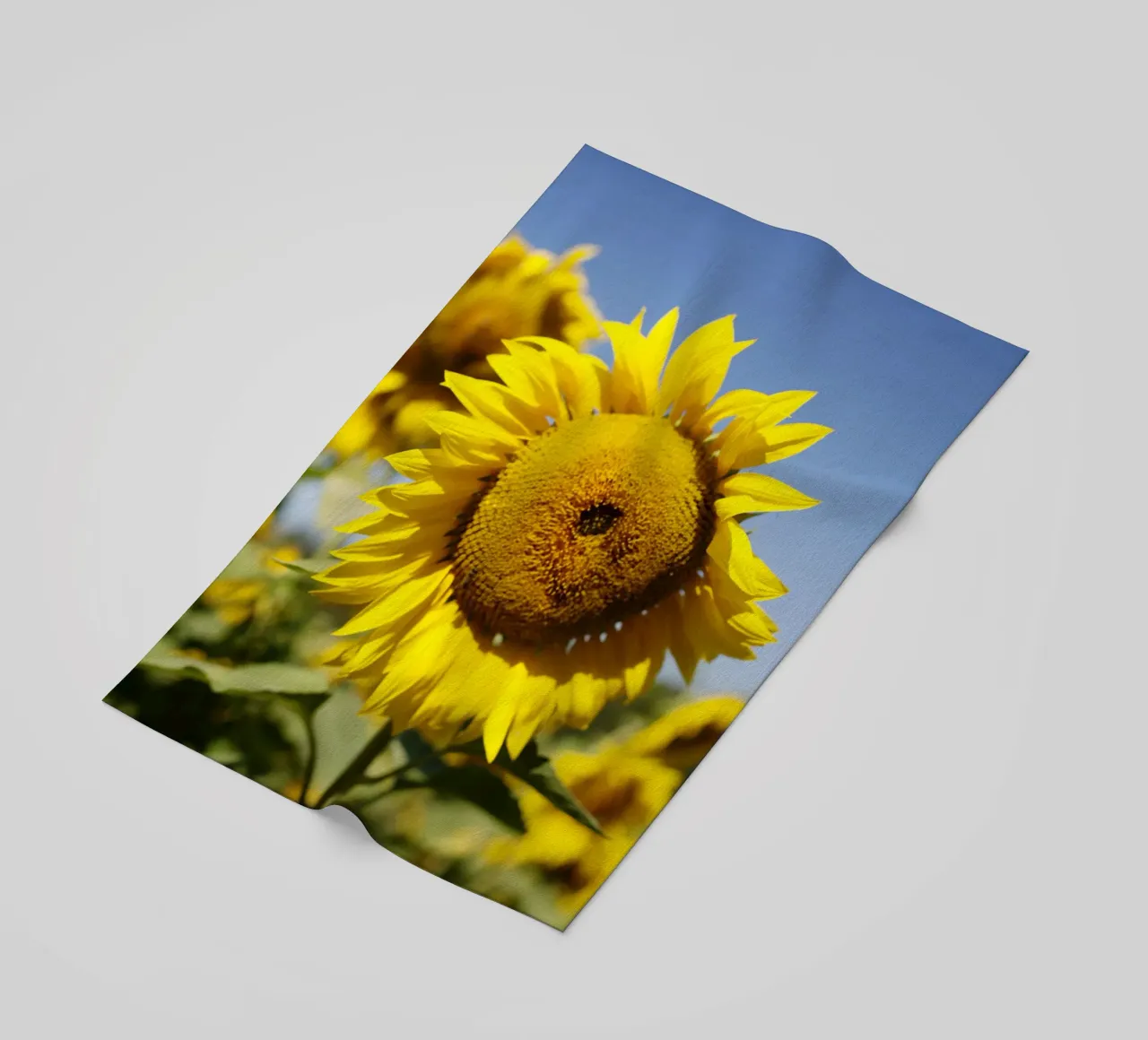 Girasole, Baviera telo mare da fotokunst