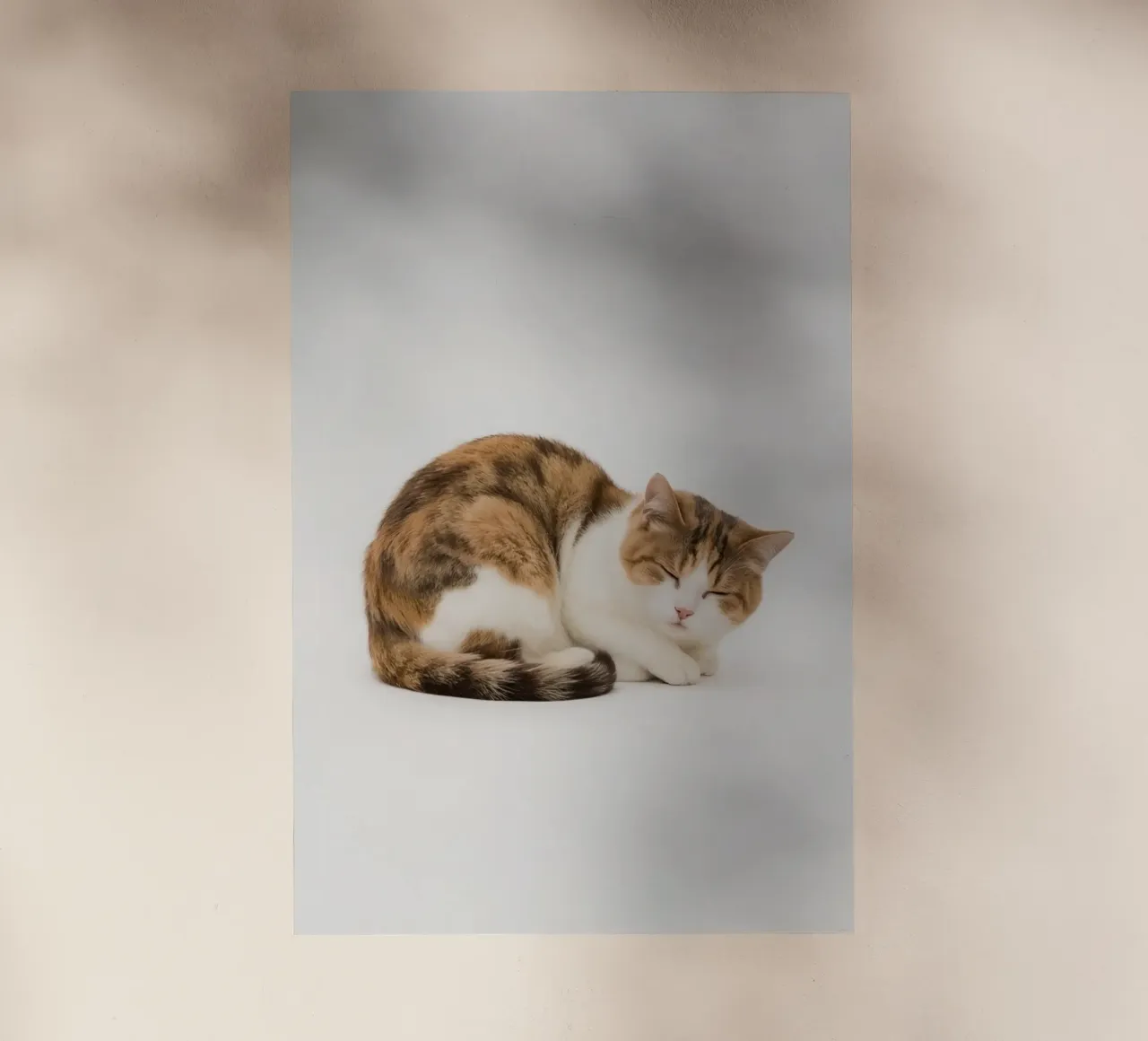 Gatto calico che dorme su sfondo bianco pellicola backlit da DesignDoodle