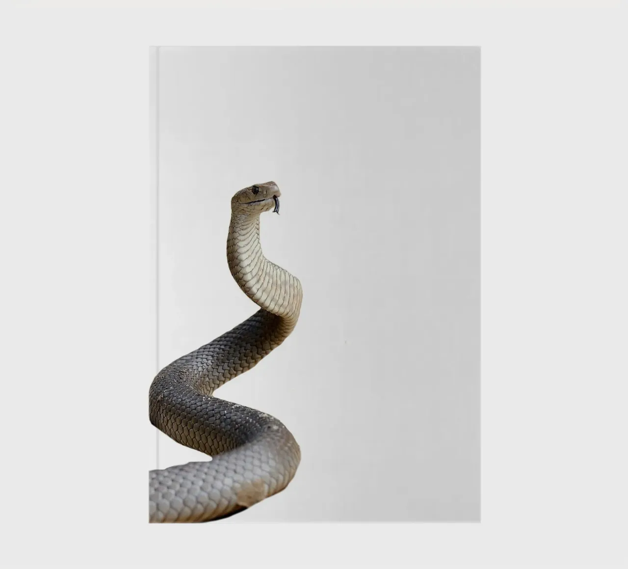 Cobra Snake diario da Brook Soul King