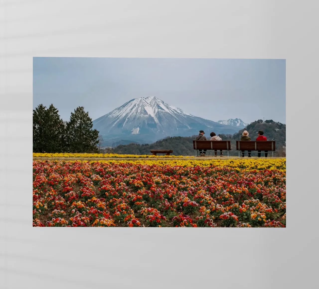 Monte Daisen con campi di fiori, Giappone pellicola backlit da Marcel Bisig