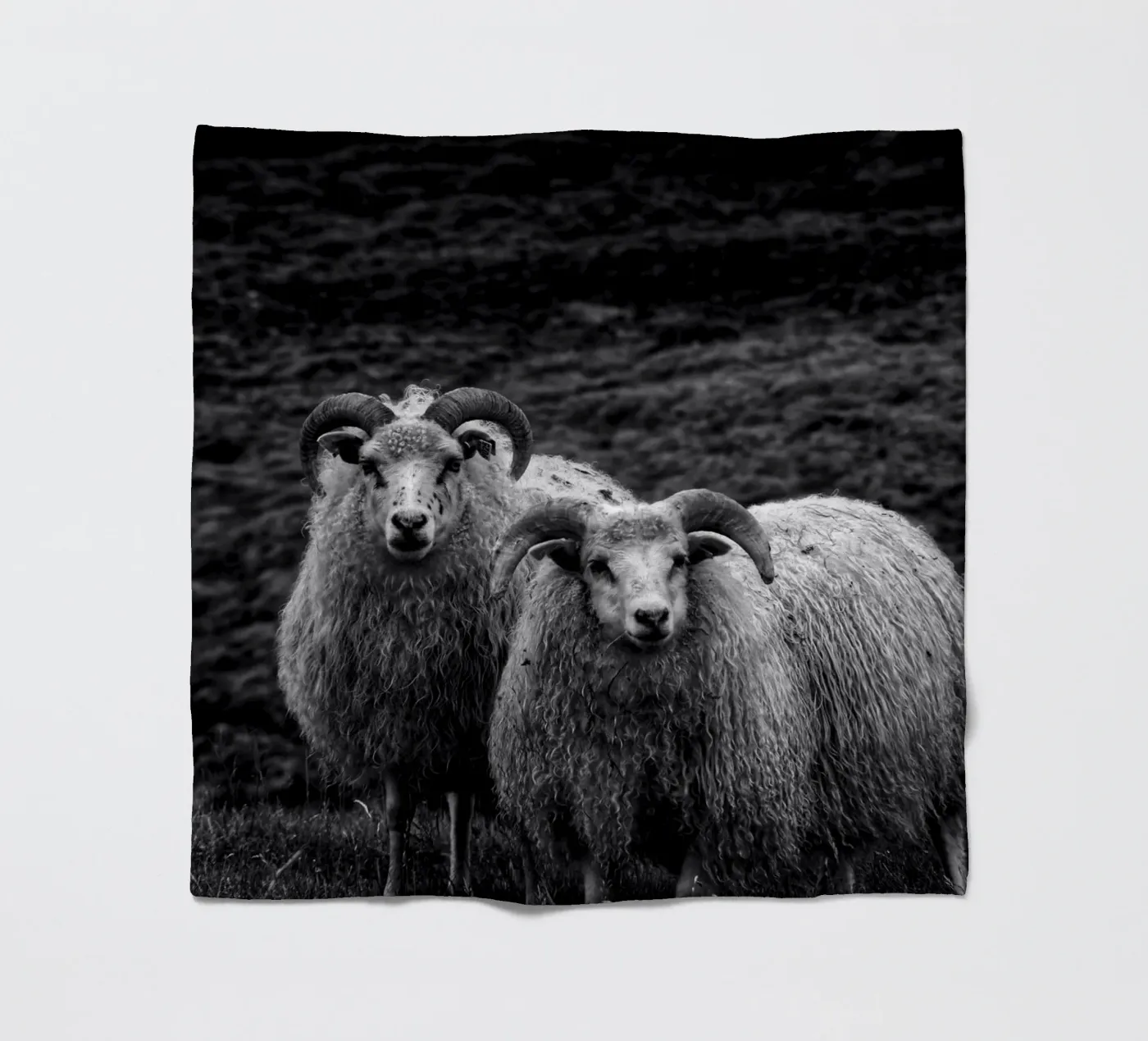Two sheep fleece blanket by Fjöllart
