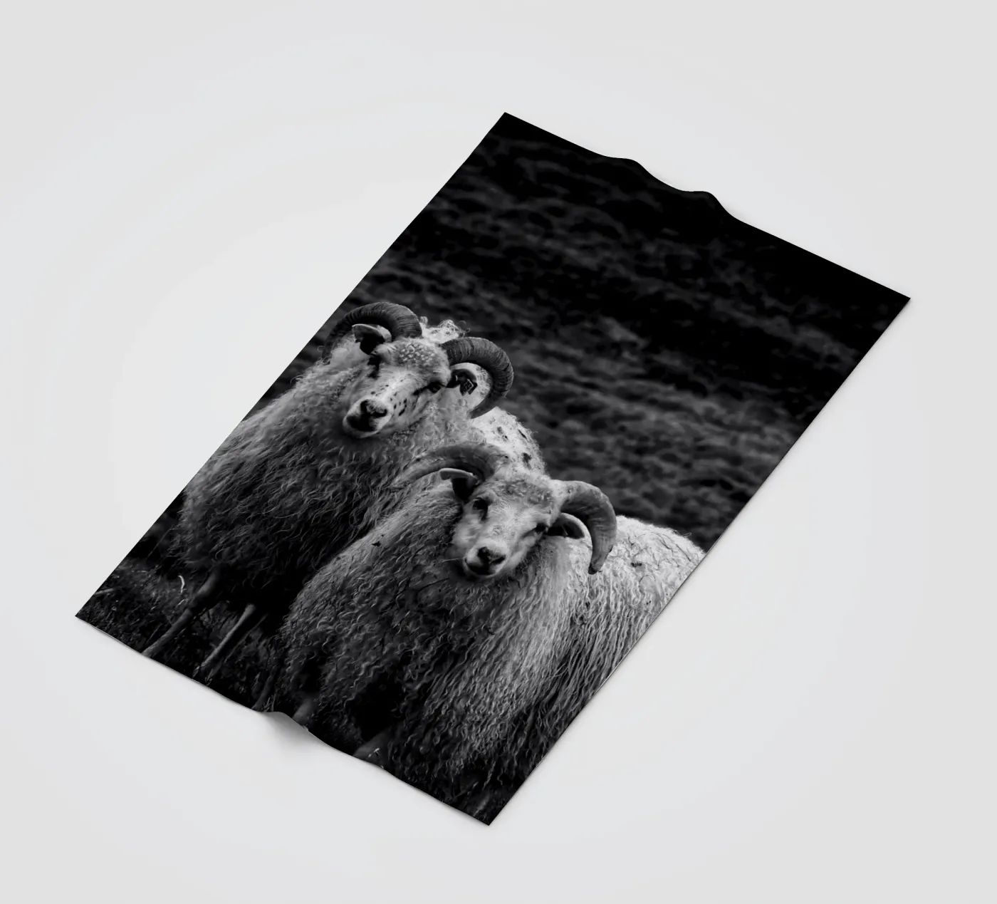 Two sheep fleece blanket by Fjöllart