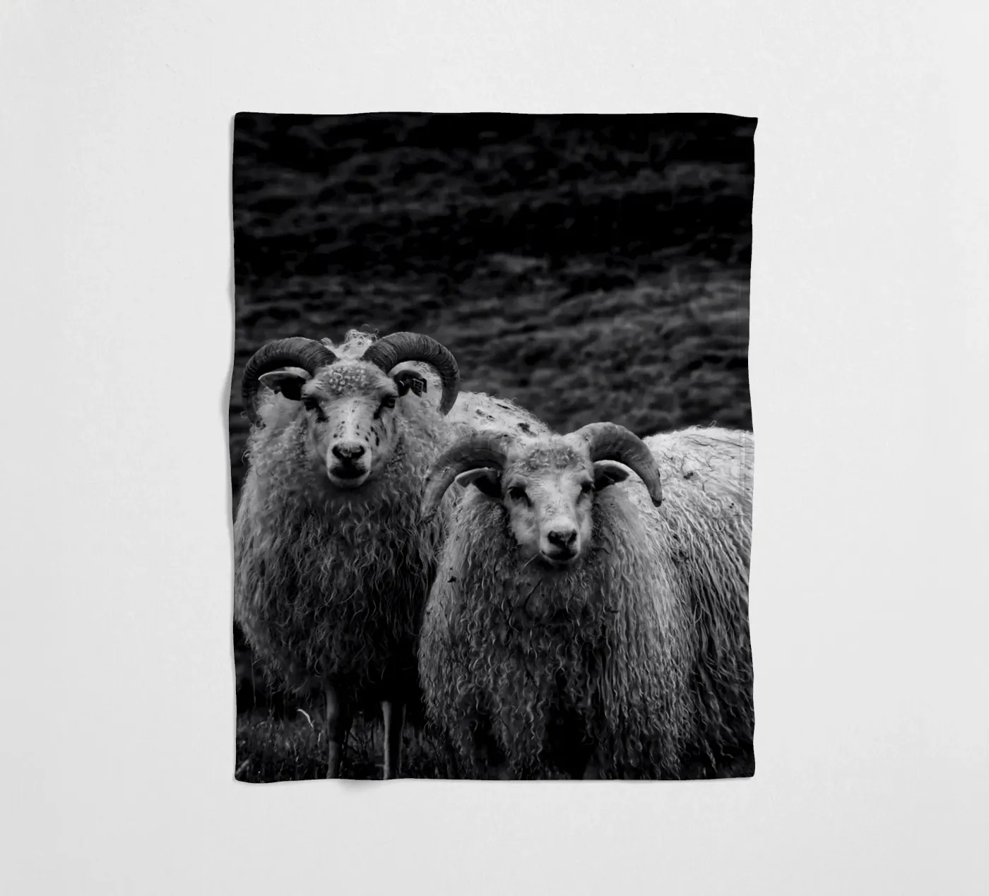 Two sheep fleece blanket by Fjöllart