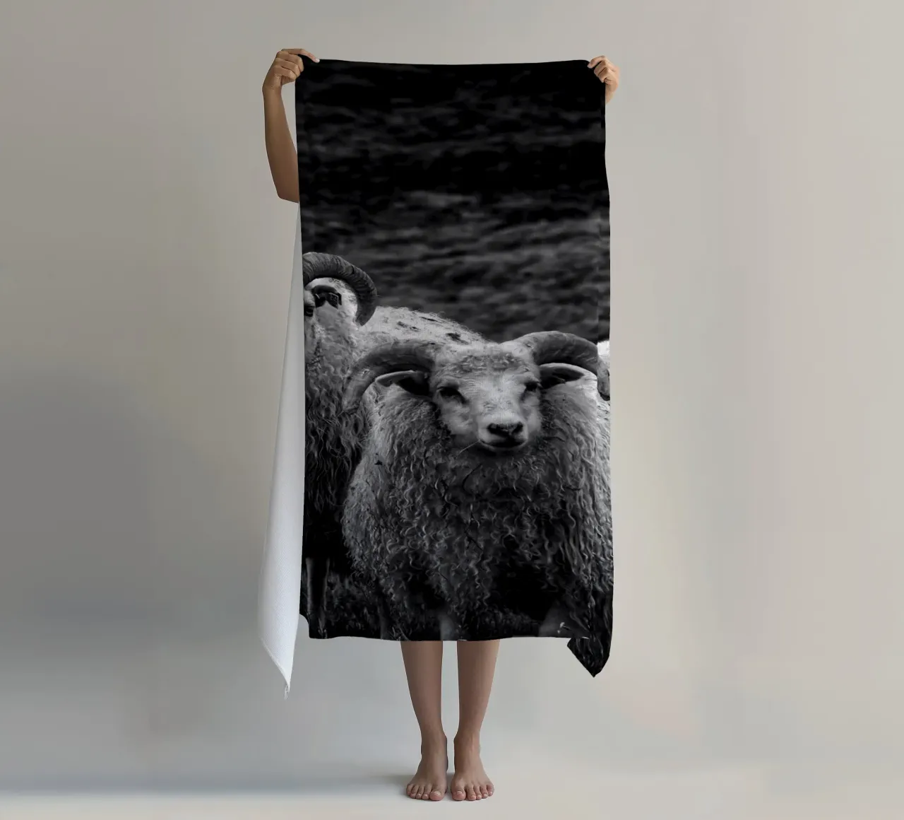 Two sheep telo mare da Fjöllart