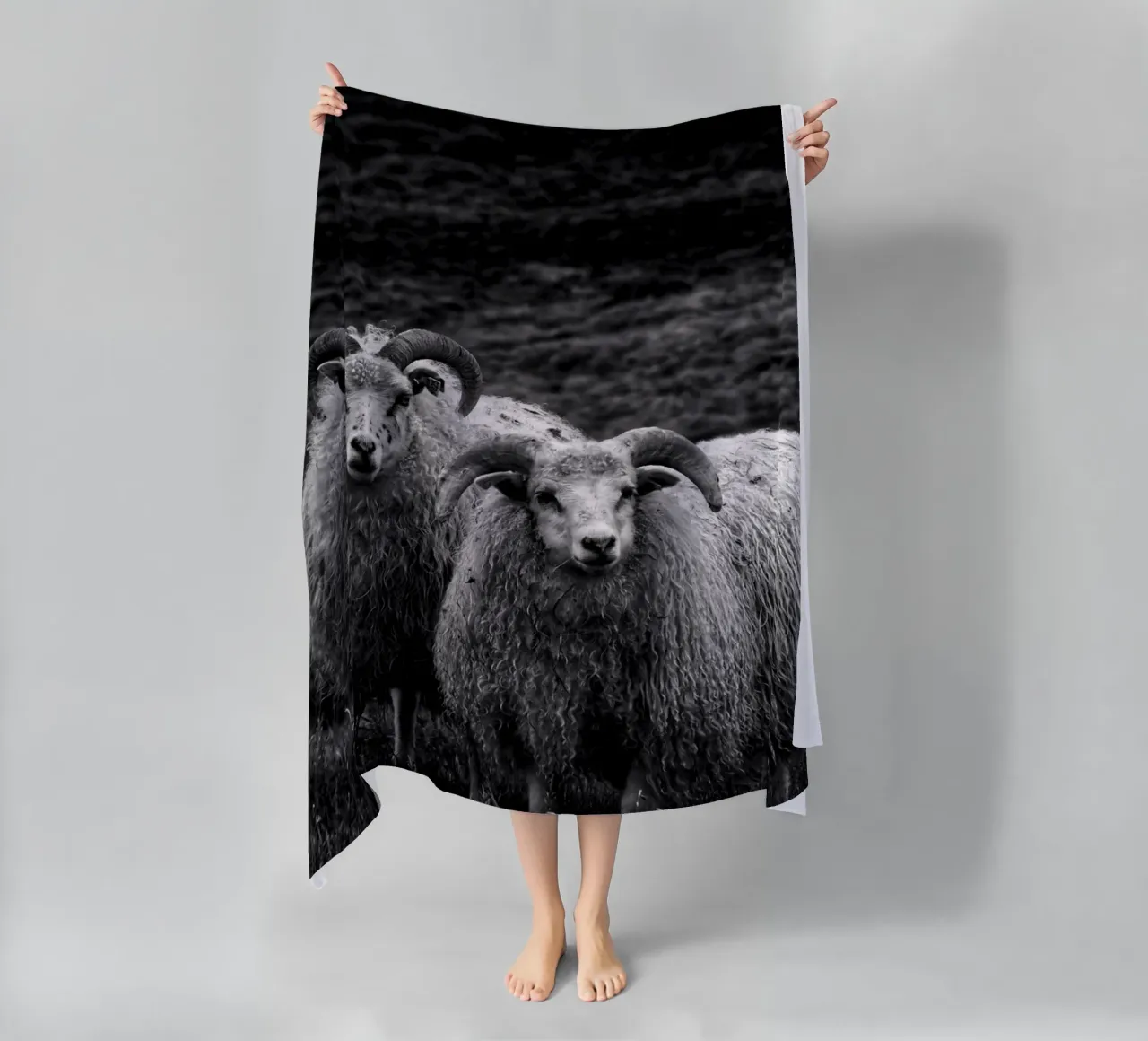 Two sheep telo mare da Fjöllart