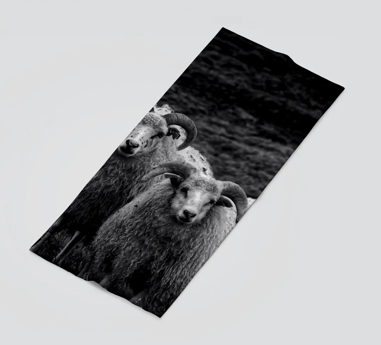 Two sheep telo mare da Fjöllart