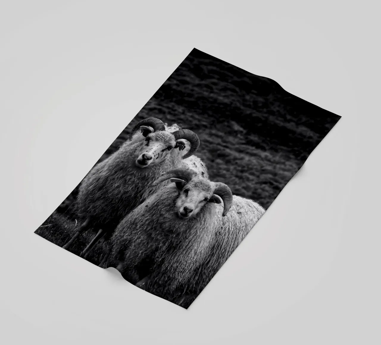 Two sheep telo mare da Fjöllart