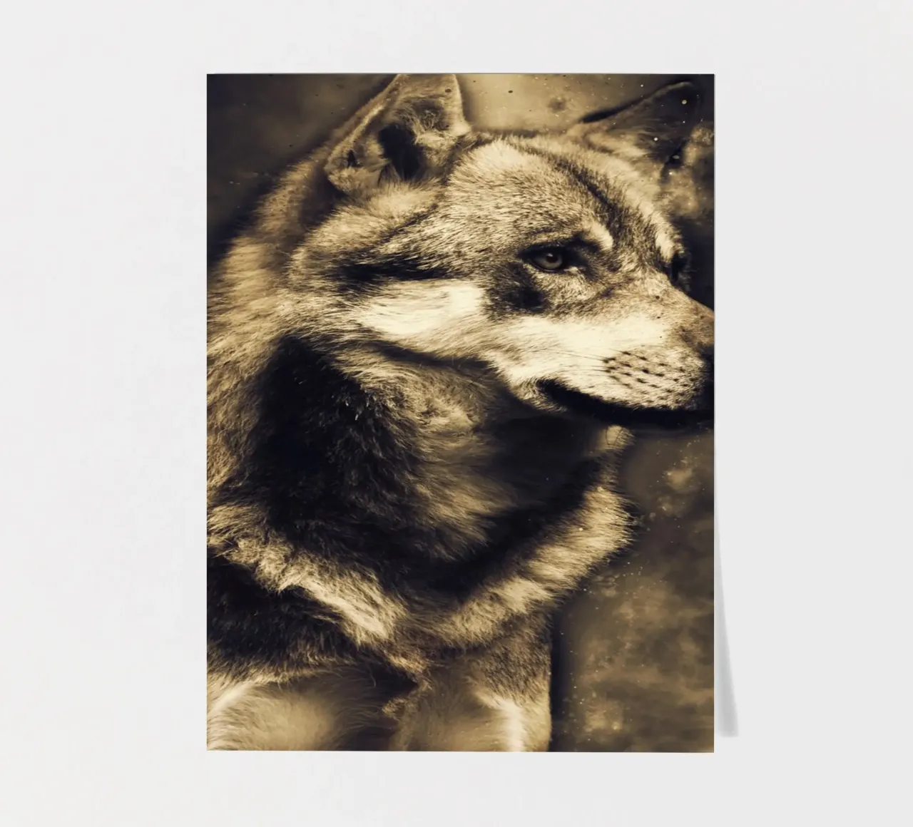 Wolf 3 sticker sheet by Mateo