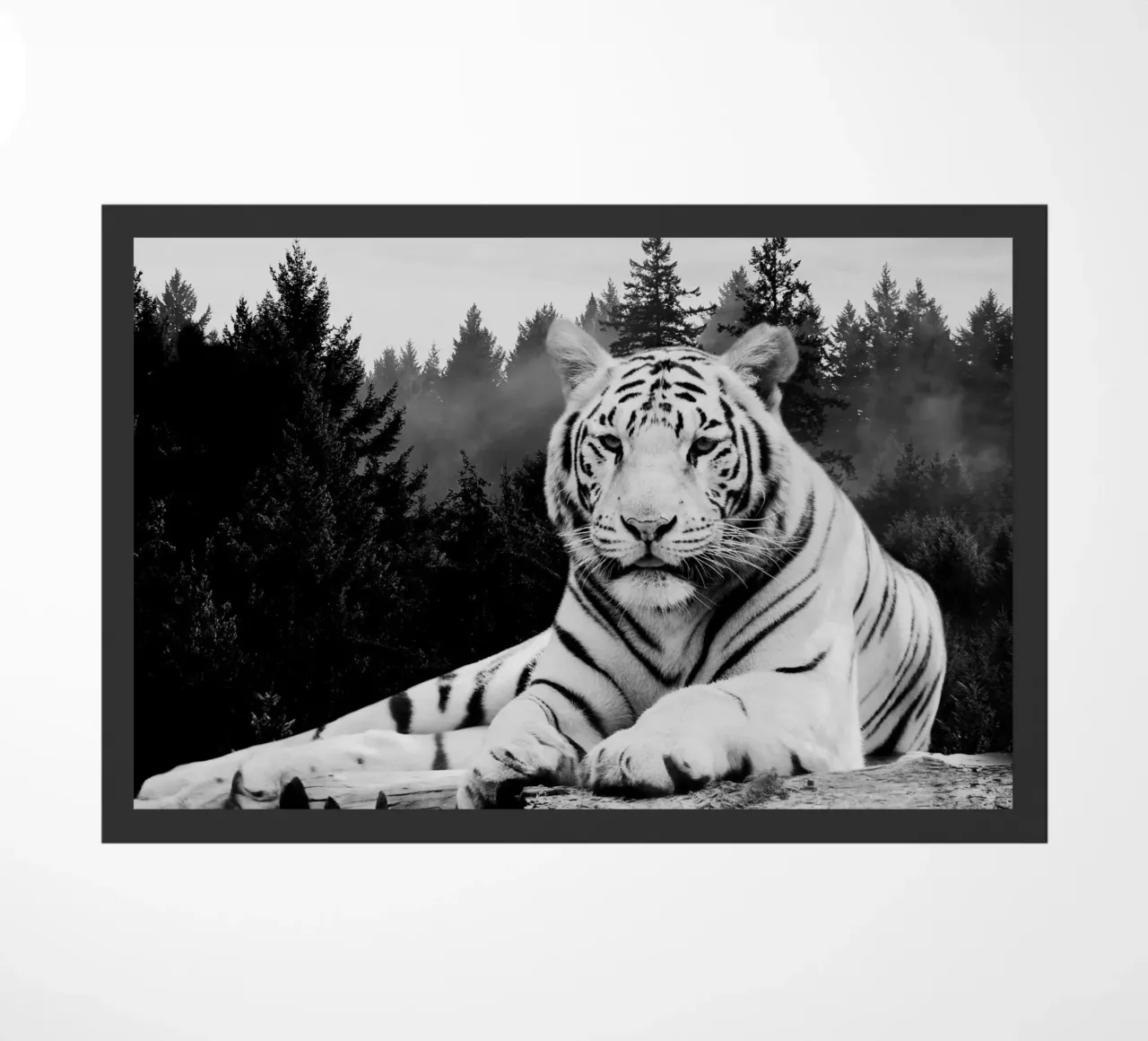 Tiger Forest zerbino da Mateo