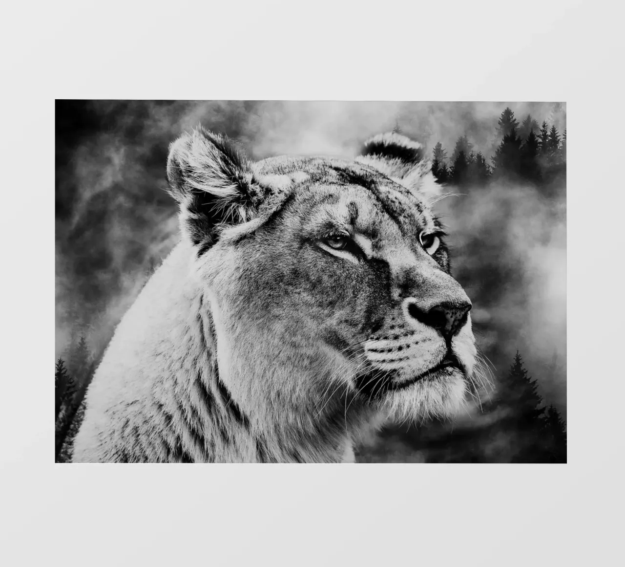 Lion Forest pellicola backlit da Mateo