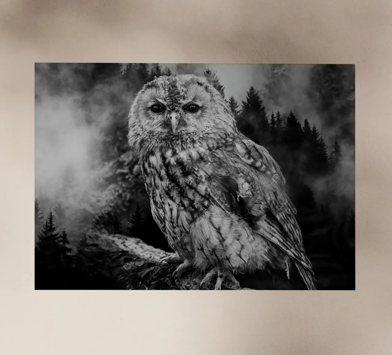 Owl Forest pellicola backlit da Mateo