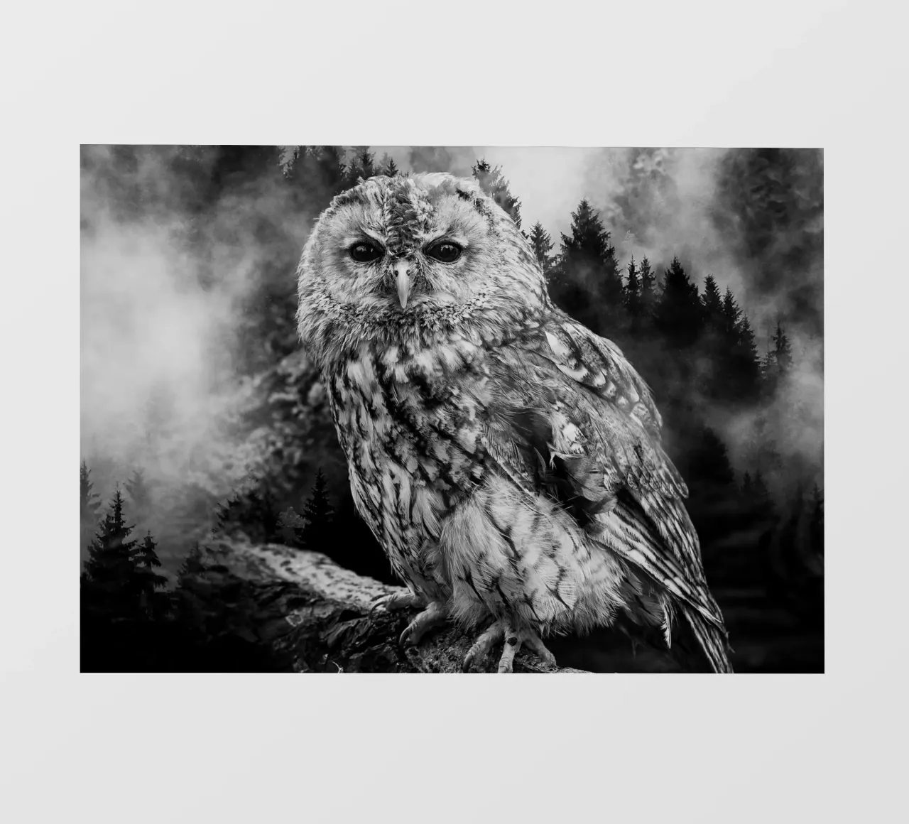 Owl Forest telo in pvc da Mateo