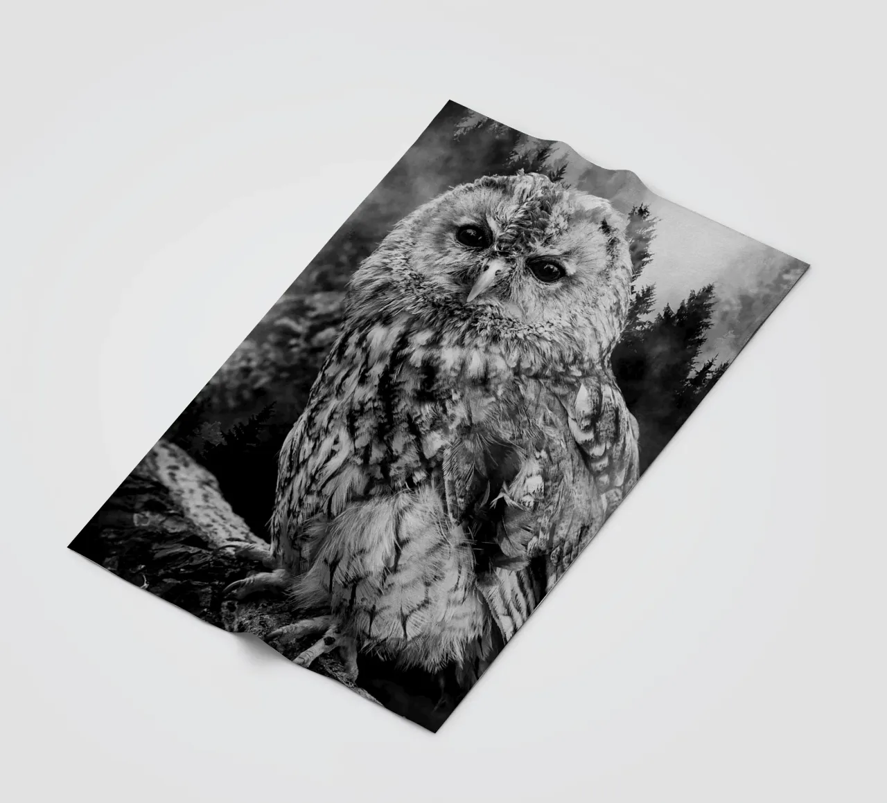 Owl Forest coperta in pile da Mateo
