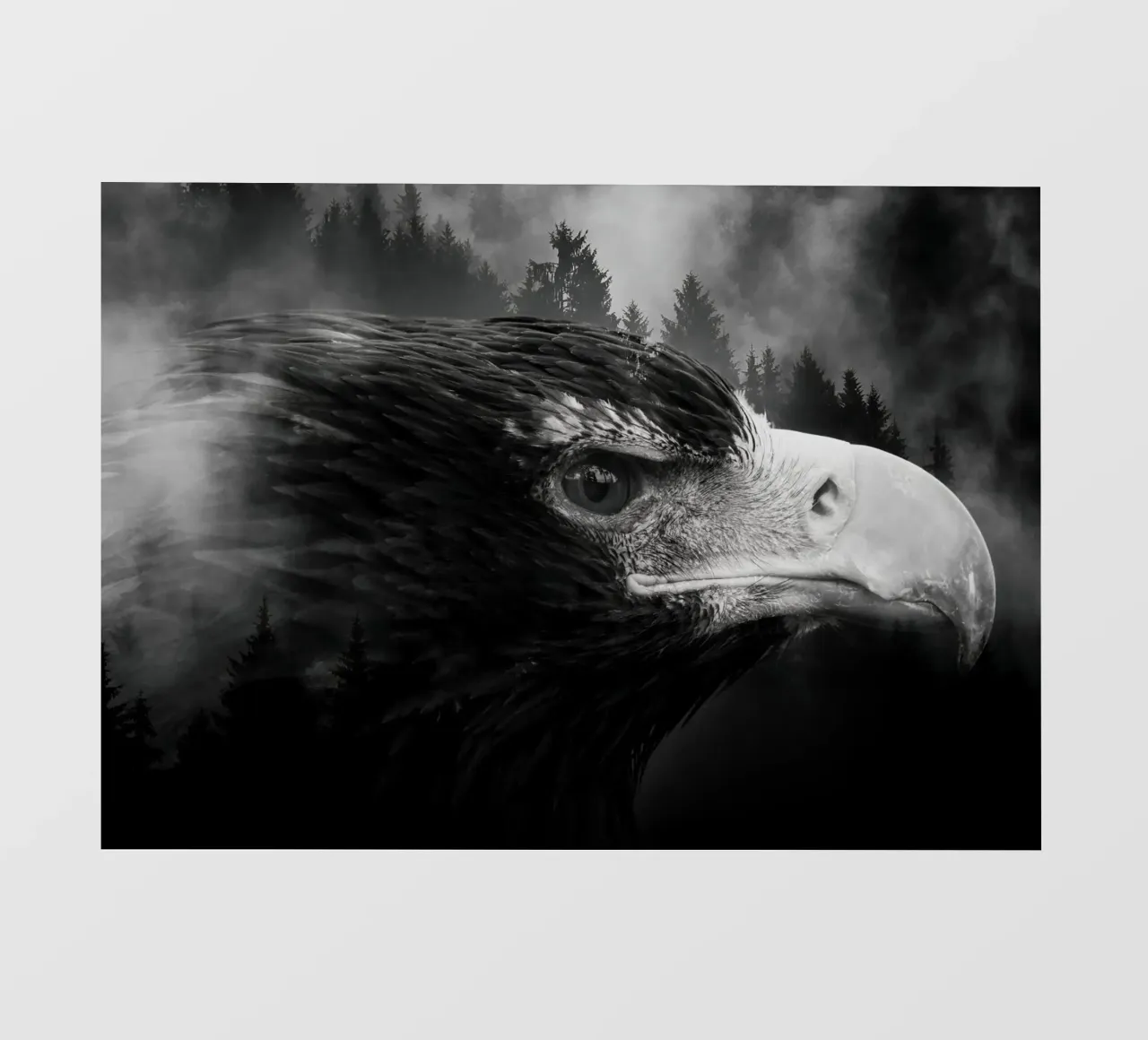 Eagle Forest pellicola backlit da Mateo