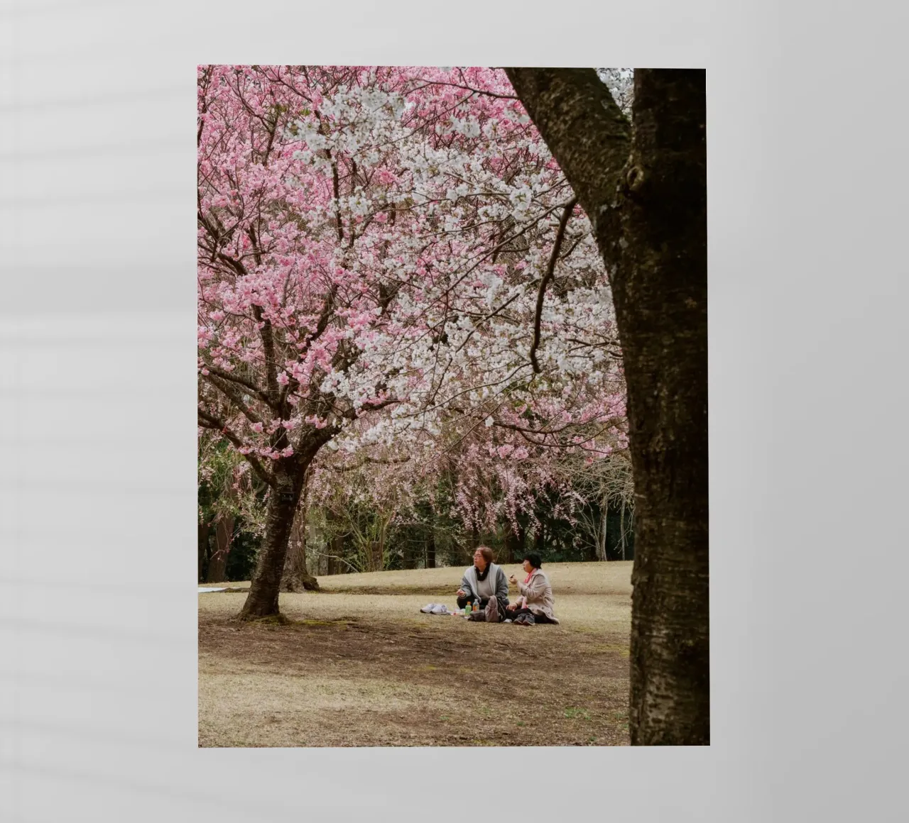 Picnic con i ciliegi in fiore, Giappone pellicola backlit da Marcel Bisig
