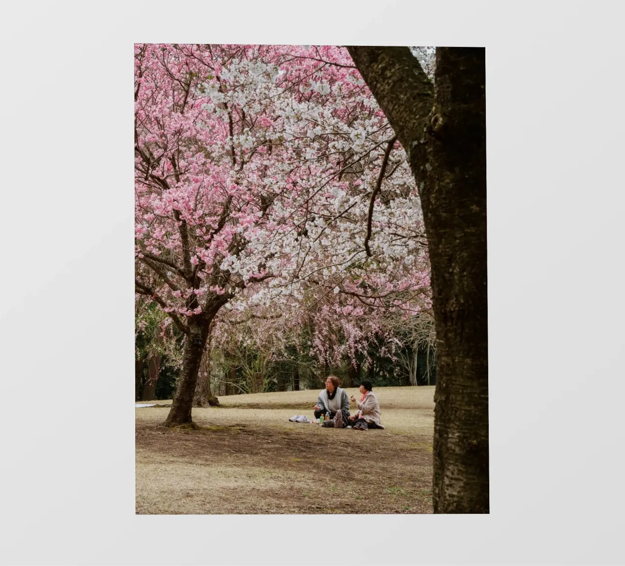 Picnic con i ciliegi in fiore, Giappone pellicola backlit da Marcel Bisig