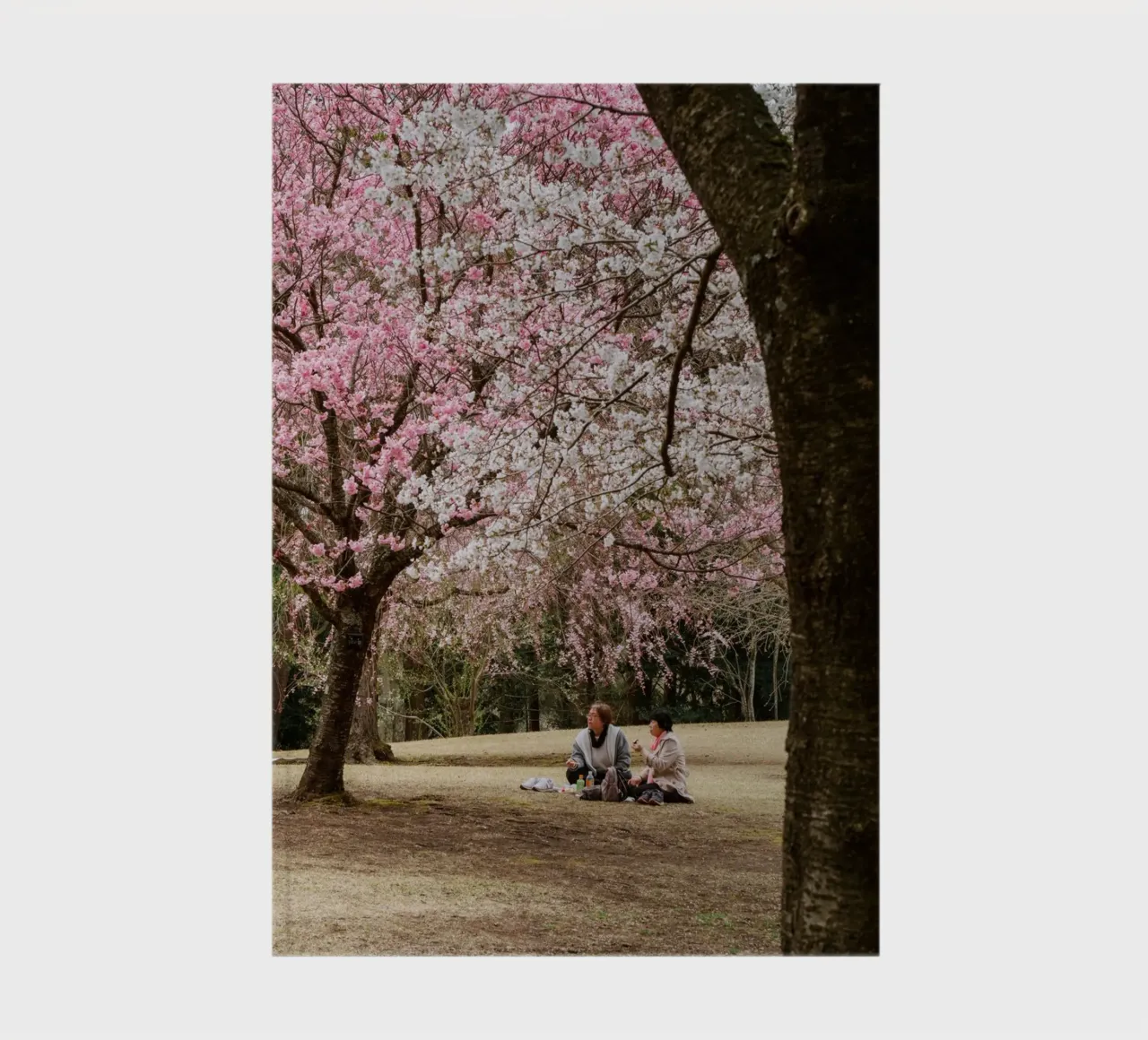 Picnic con i ciliegi in fiore, Giappone diario da Marcel Bisig