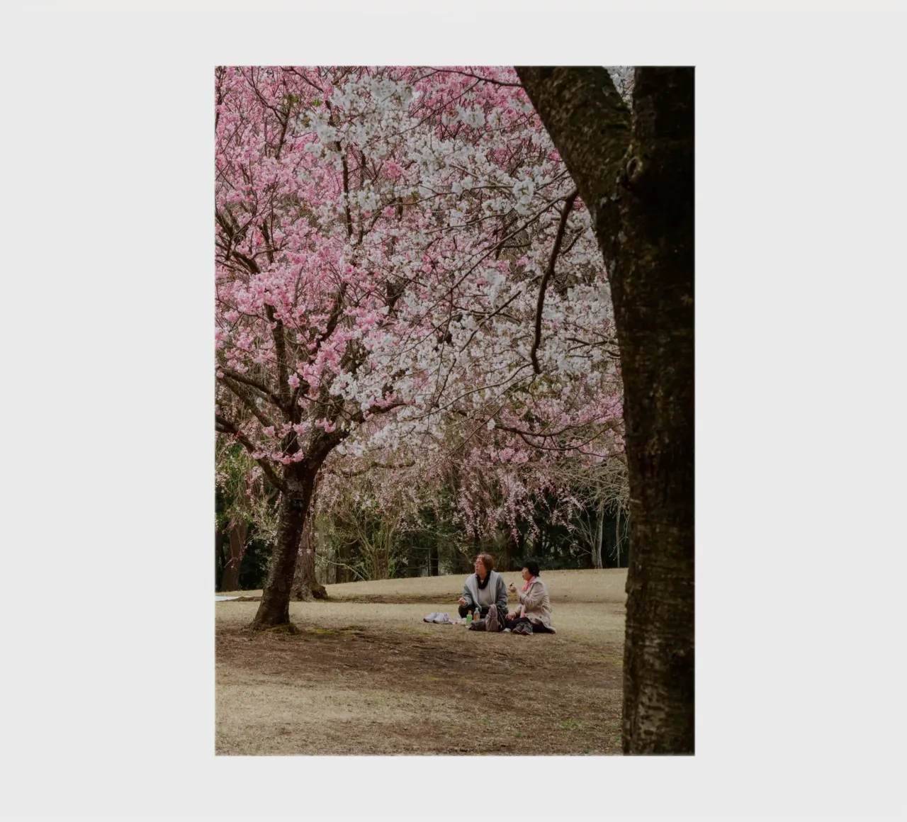Picnic con i ciliegi in fiore, Giappone diario da Marcel Bisig